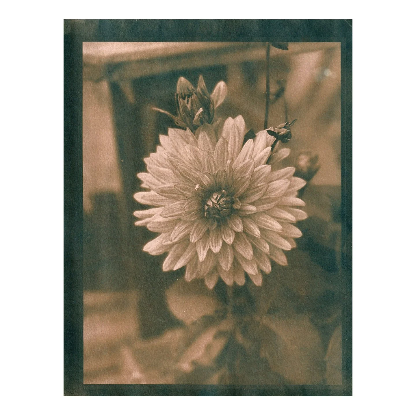 Cyanotype Print