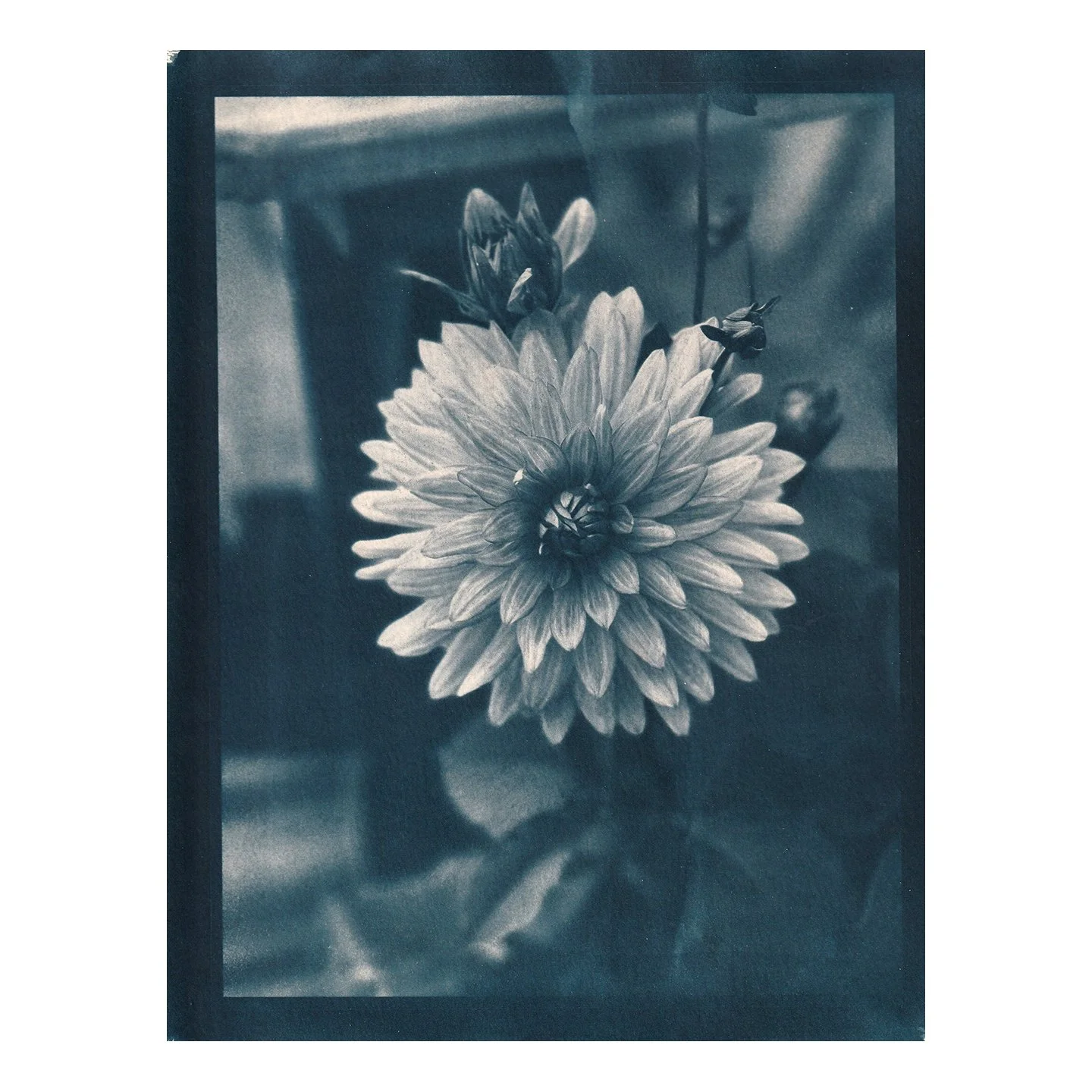 Cyanotype Print