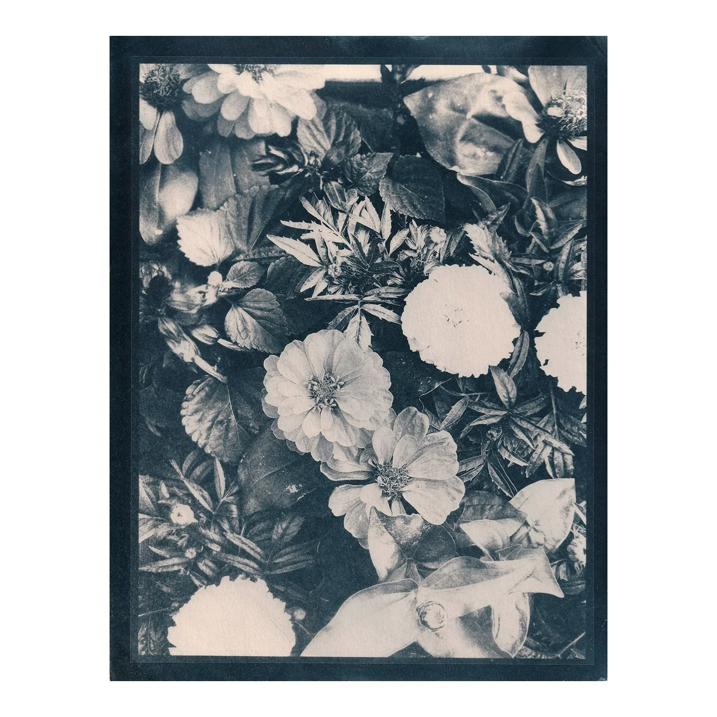 Cyanotype Print