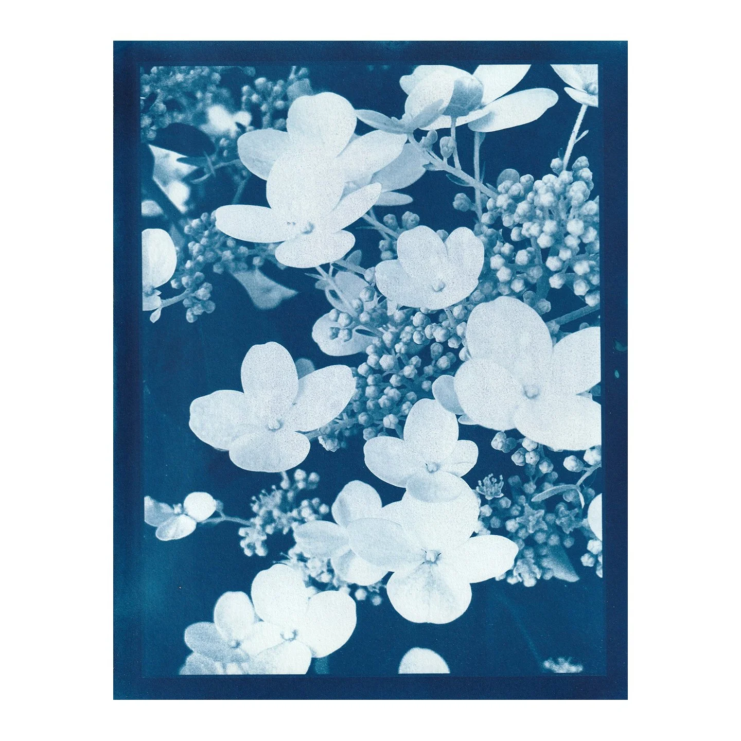 Cyanotype Print