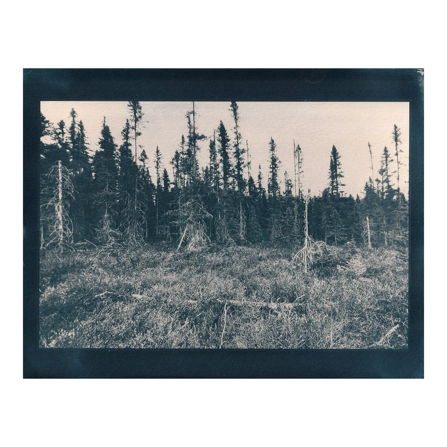 Cyanotype Print