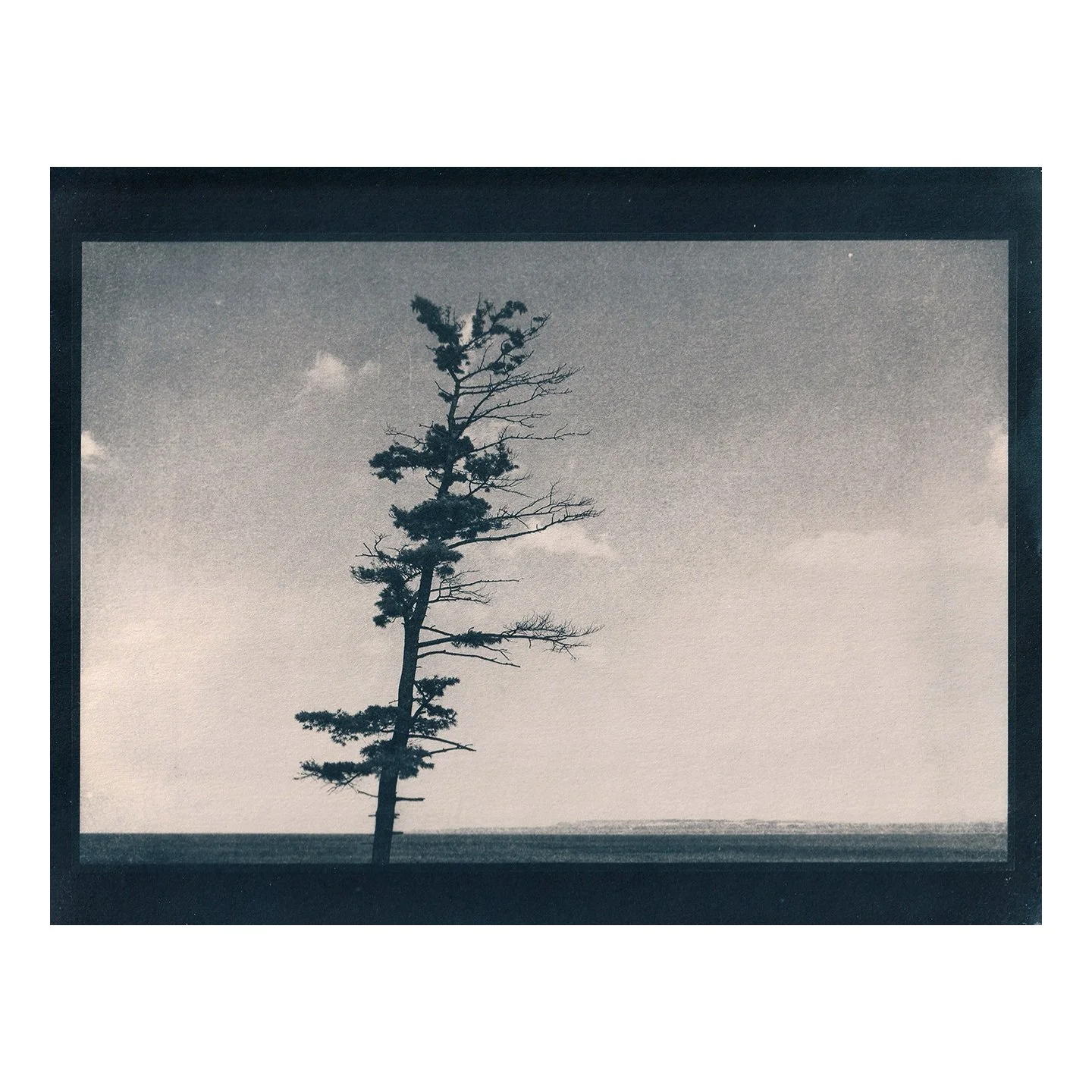 Cyanotype Print