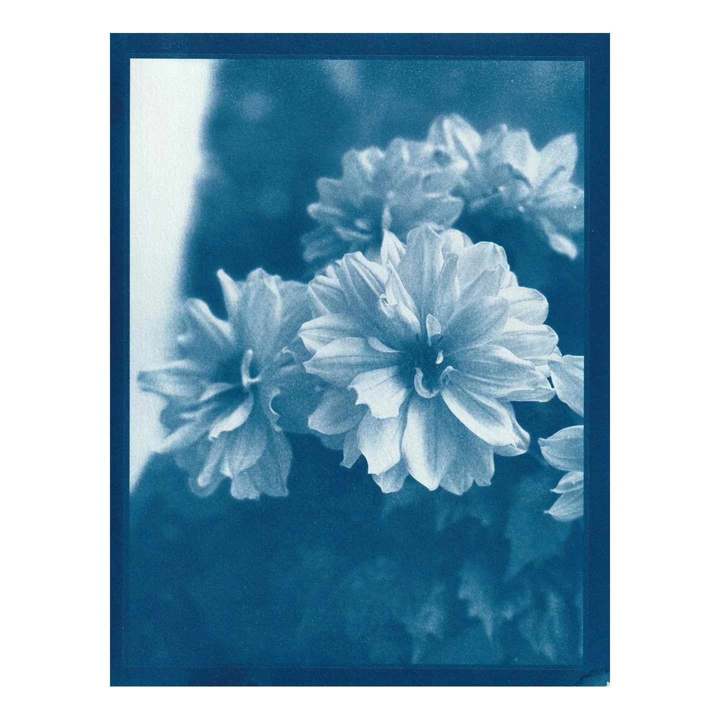 Cyanotype Print