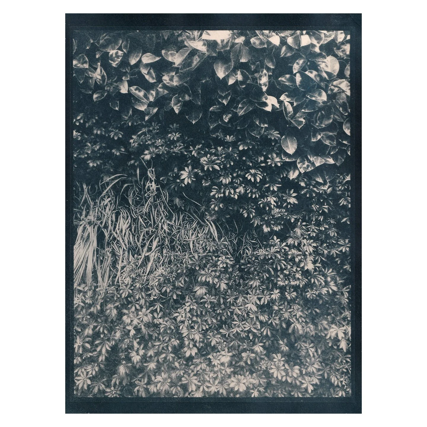 Cyanotype Print