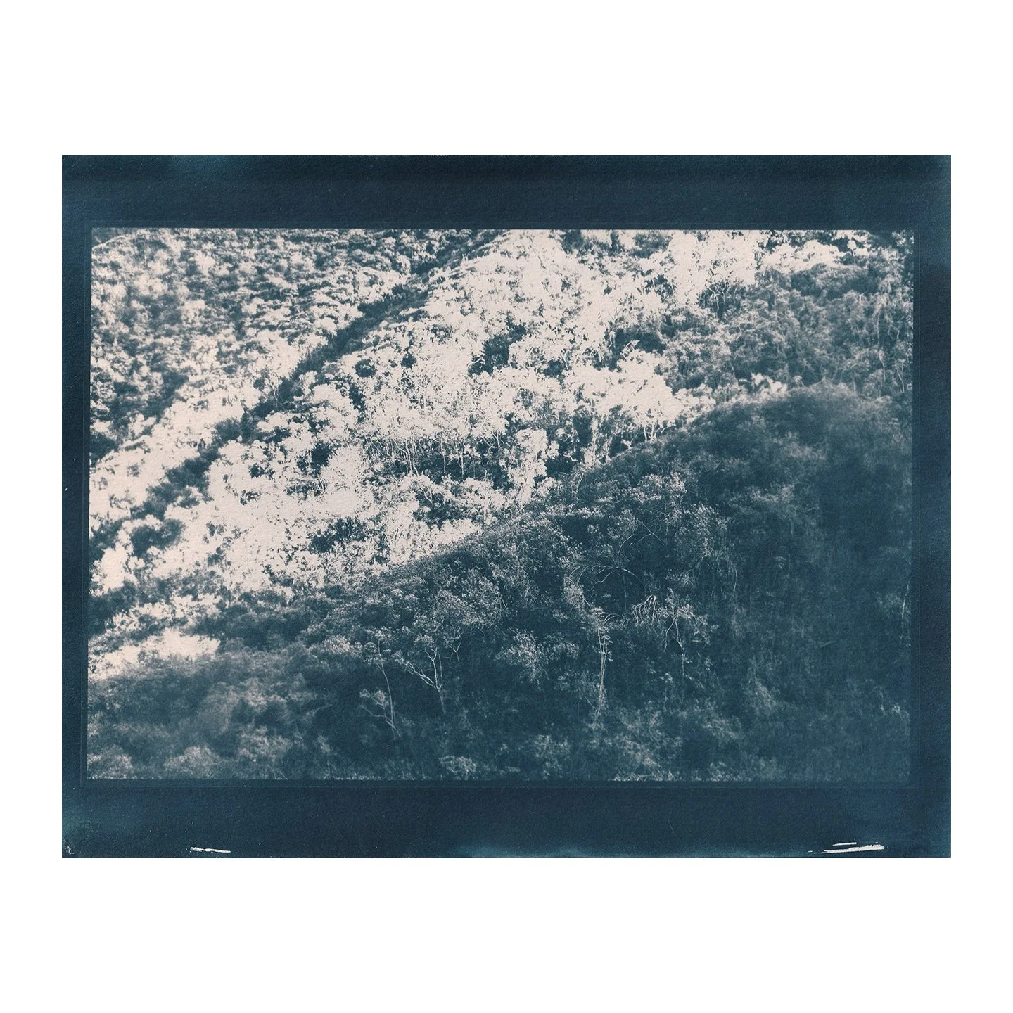 Cyanotype Print