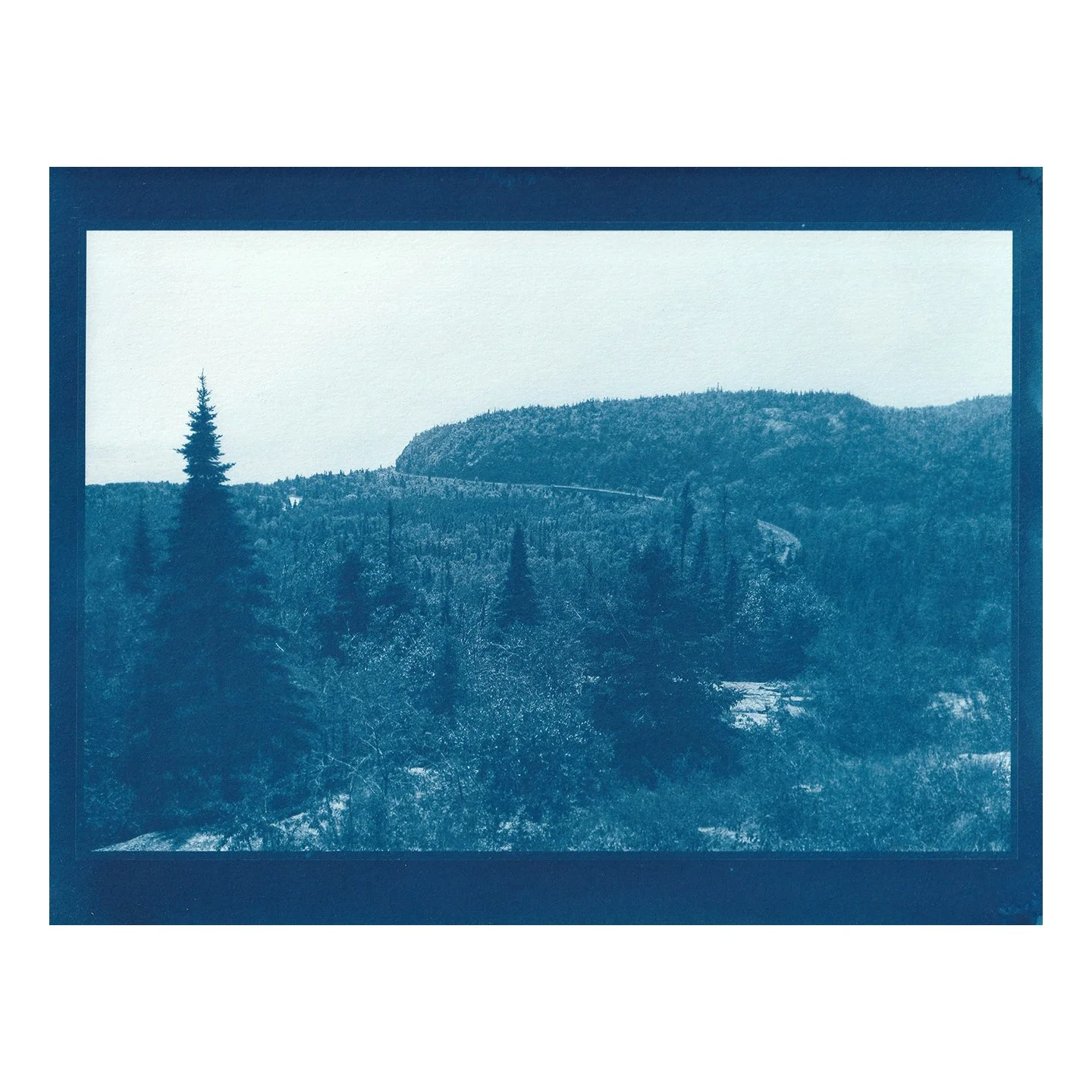 Cyanotype Print
