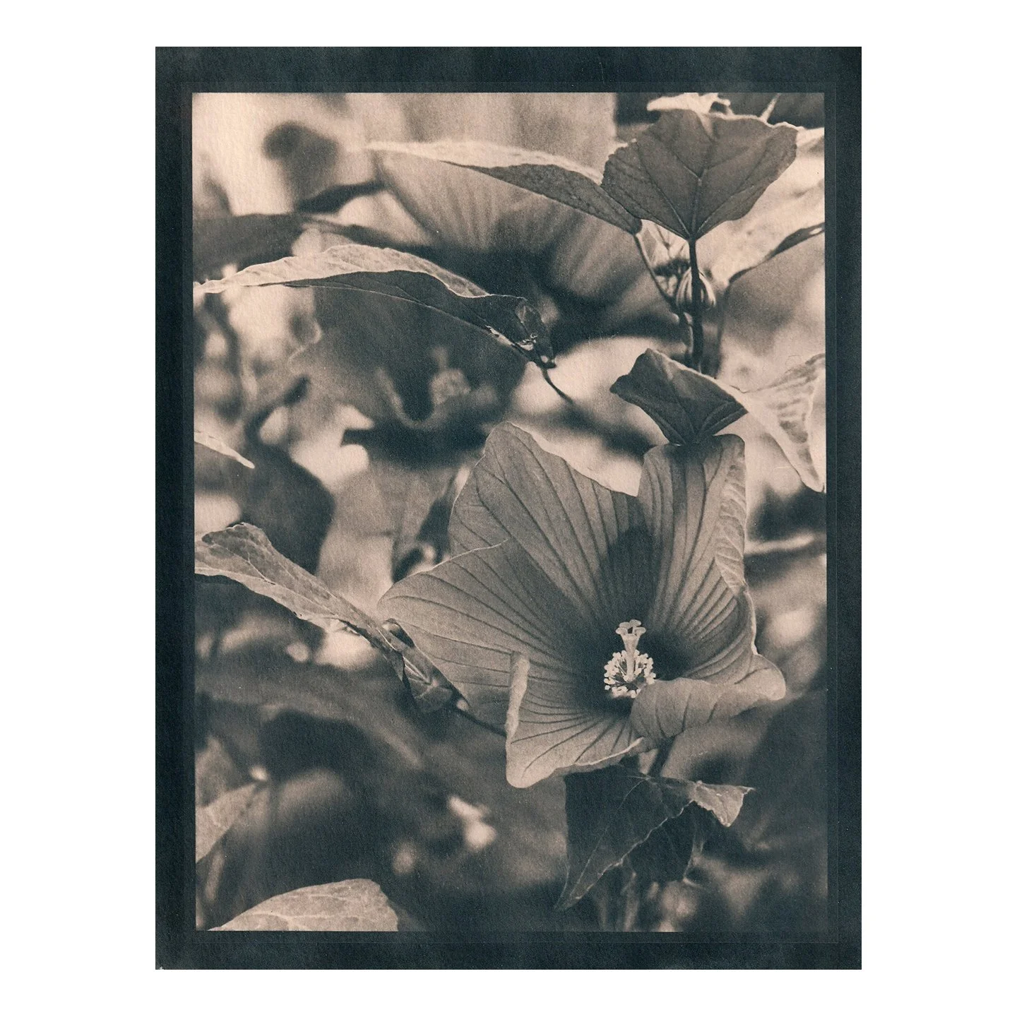 Cyanotype Print