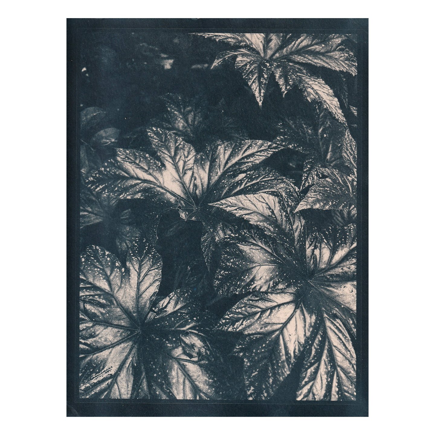 Cyanotype Print