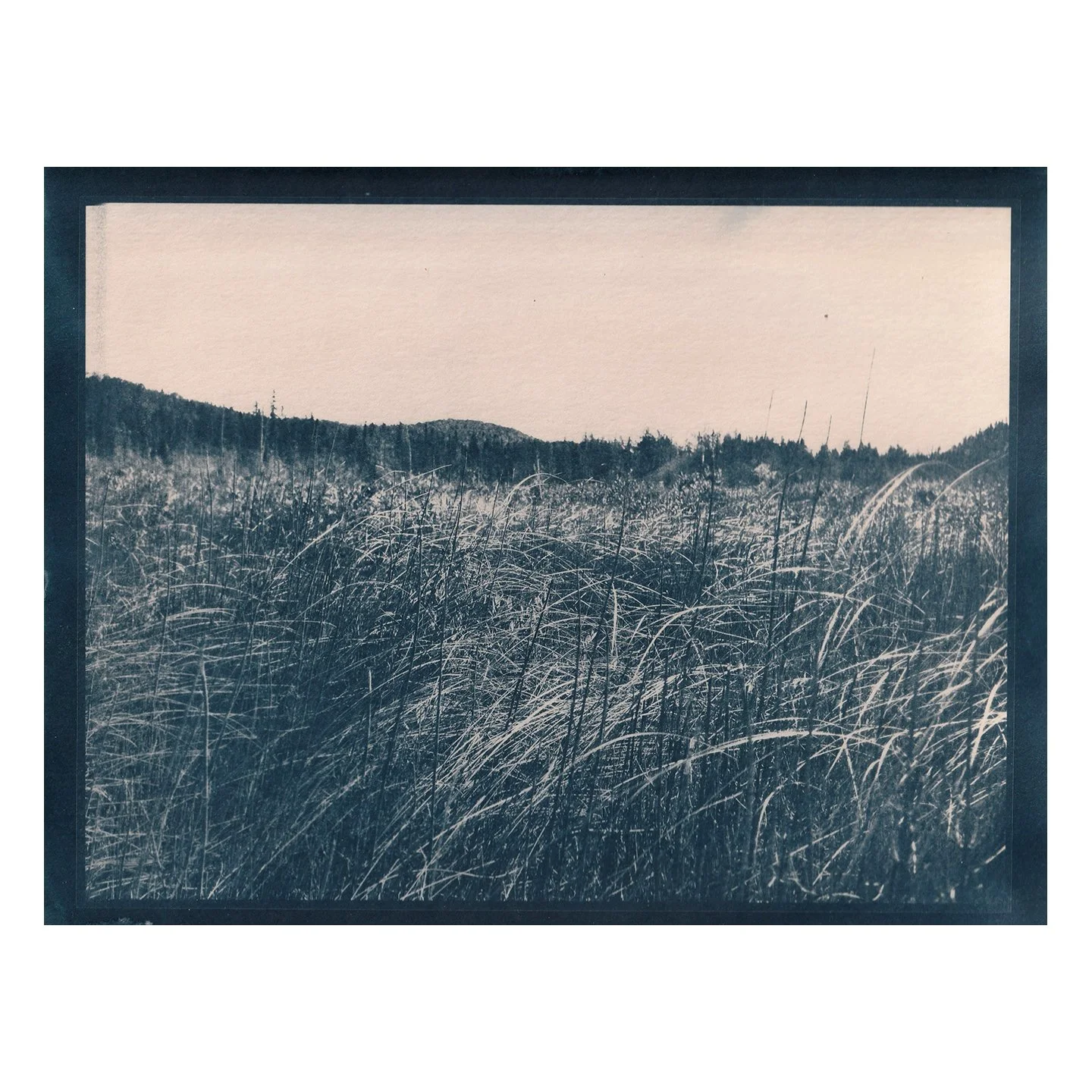 Cyanotype Print