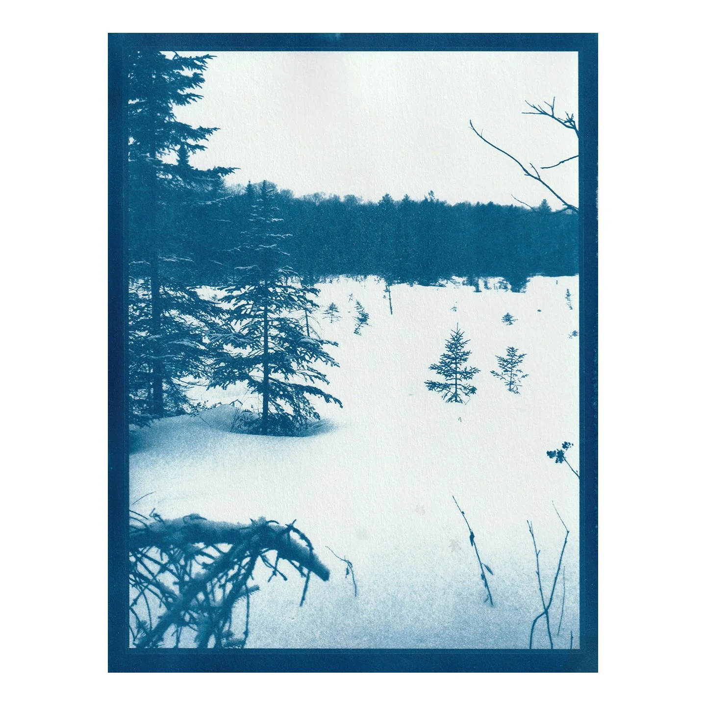 Cyanotype Print
