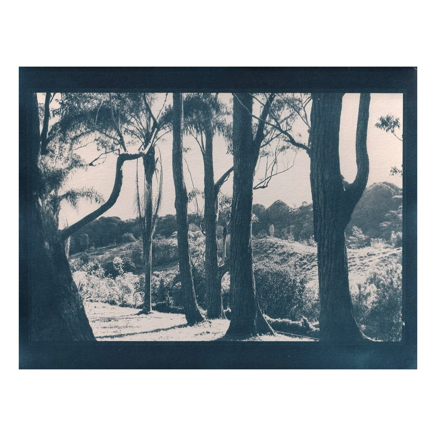 Cyanotype Print