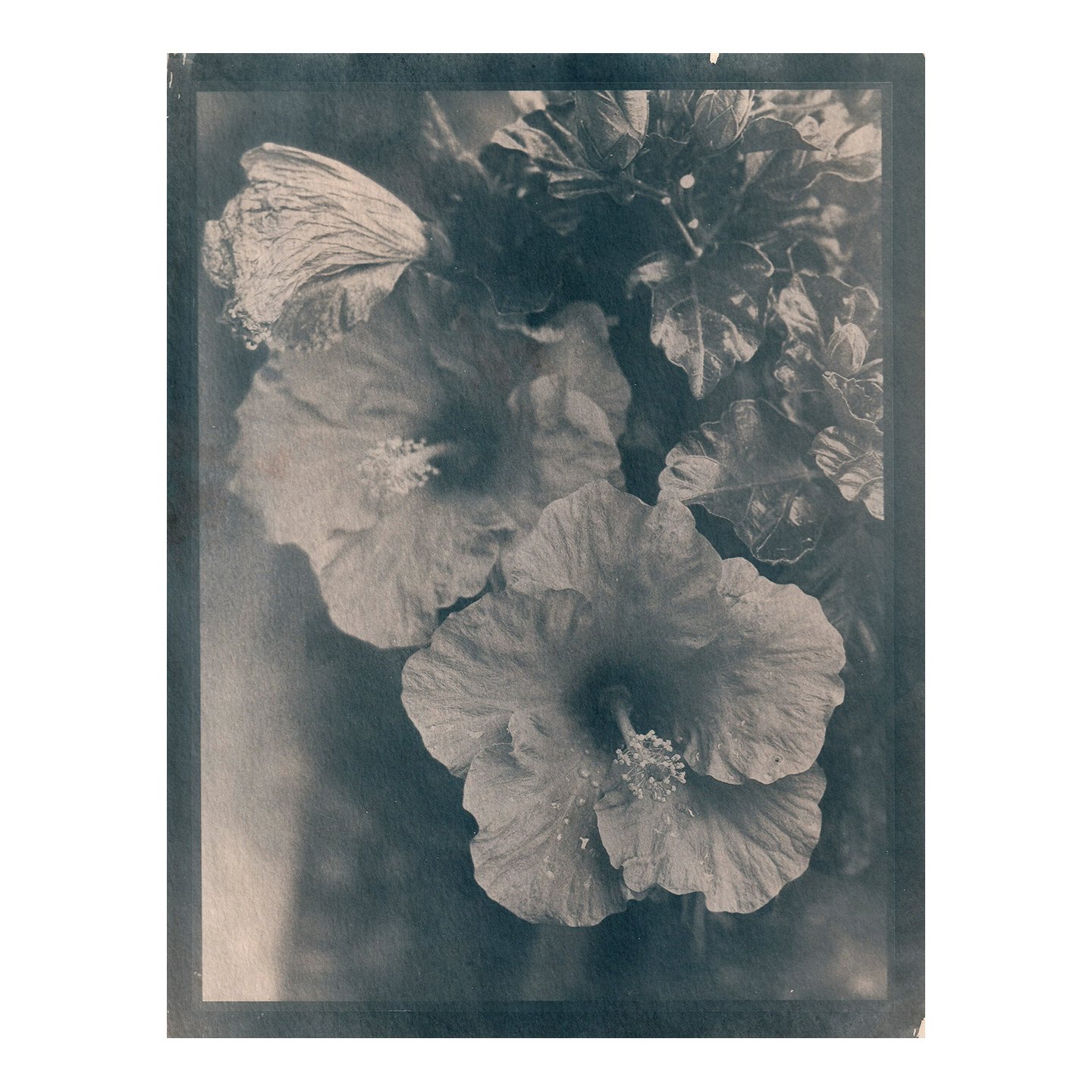 Cyanotype Print