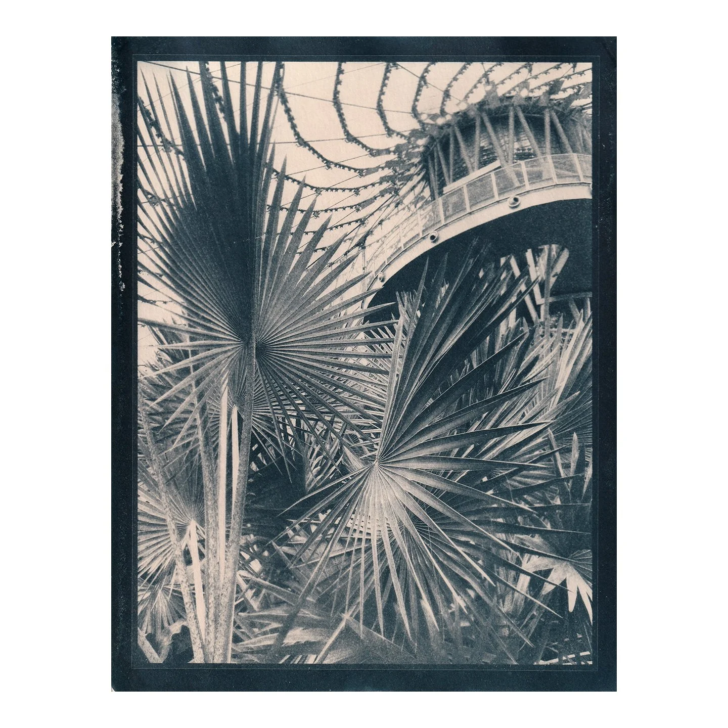 Cyanotype Print