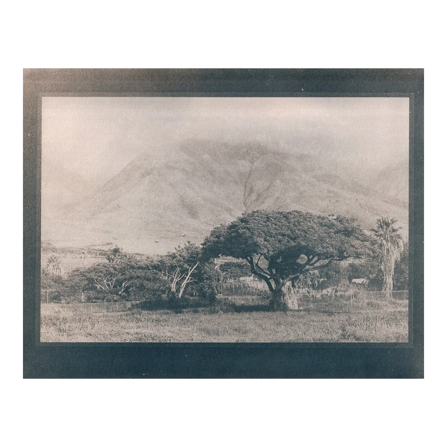Cyanotype Print