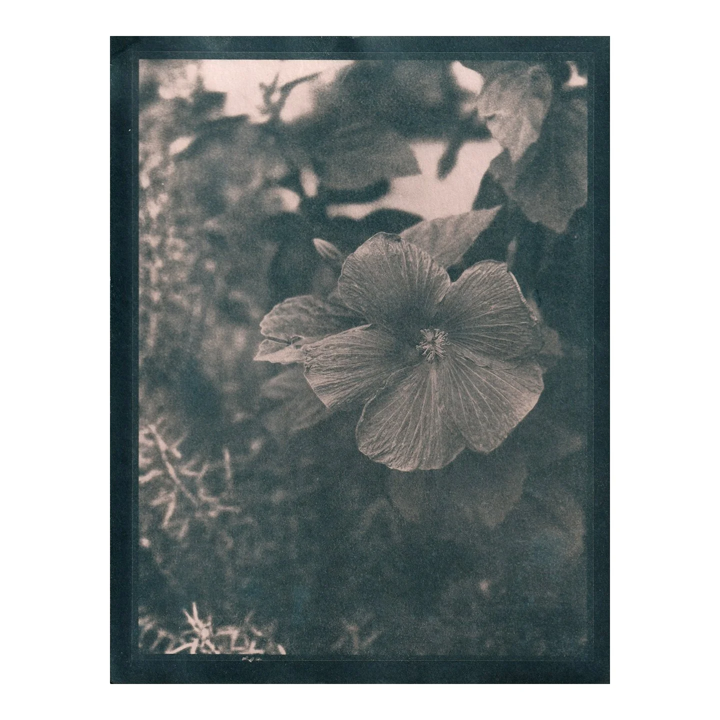 Cyanotype Print