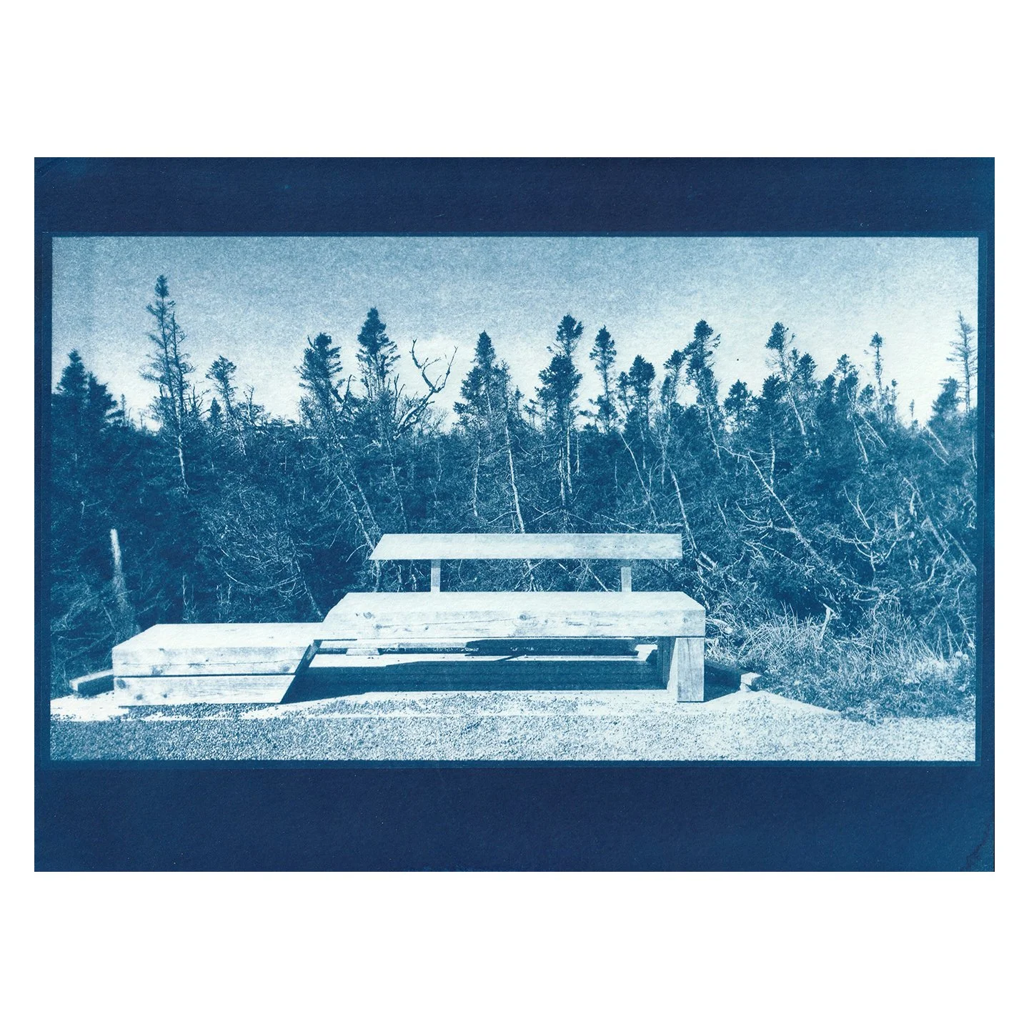 Cyanotype Print