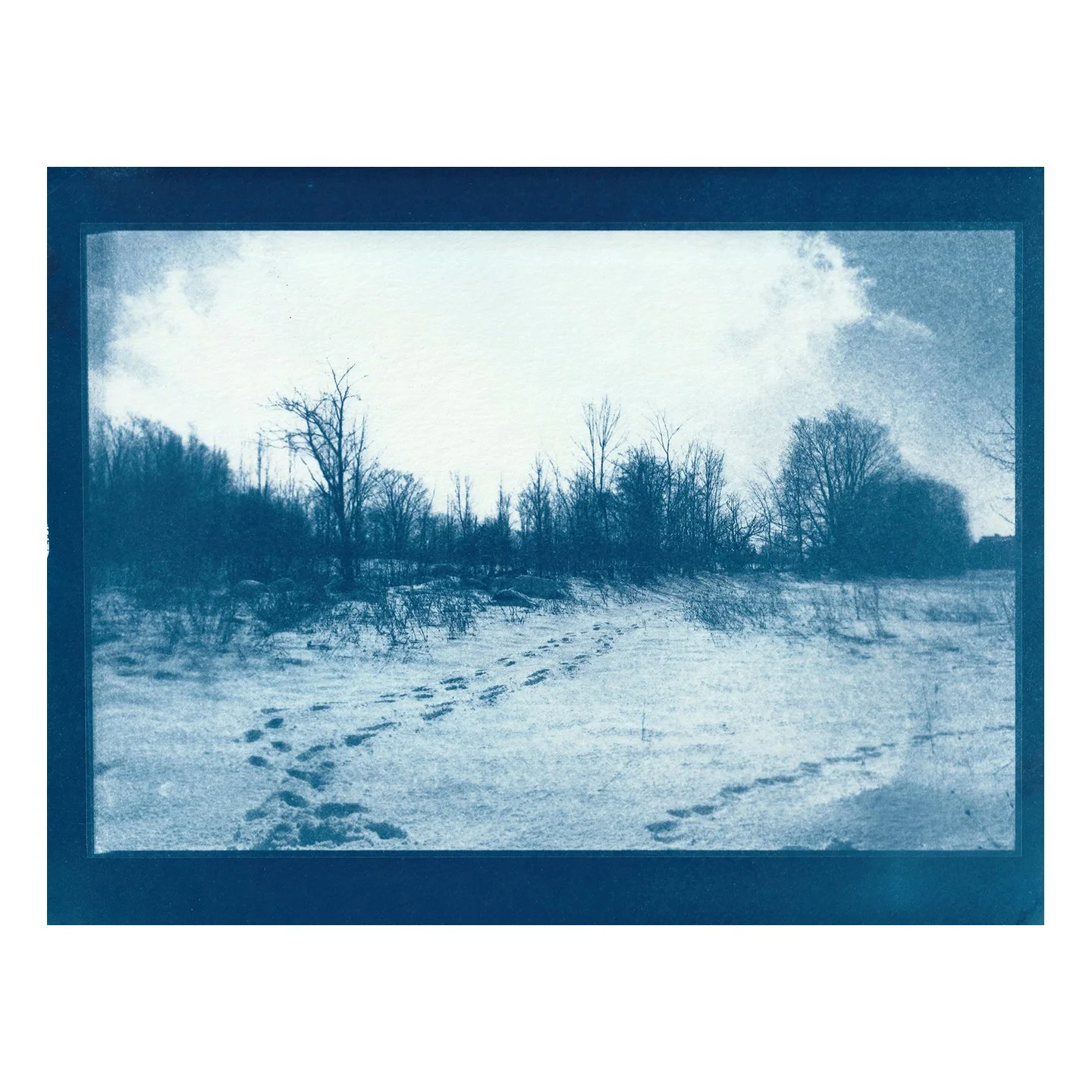 Cyanotype Print