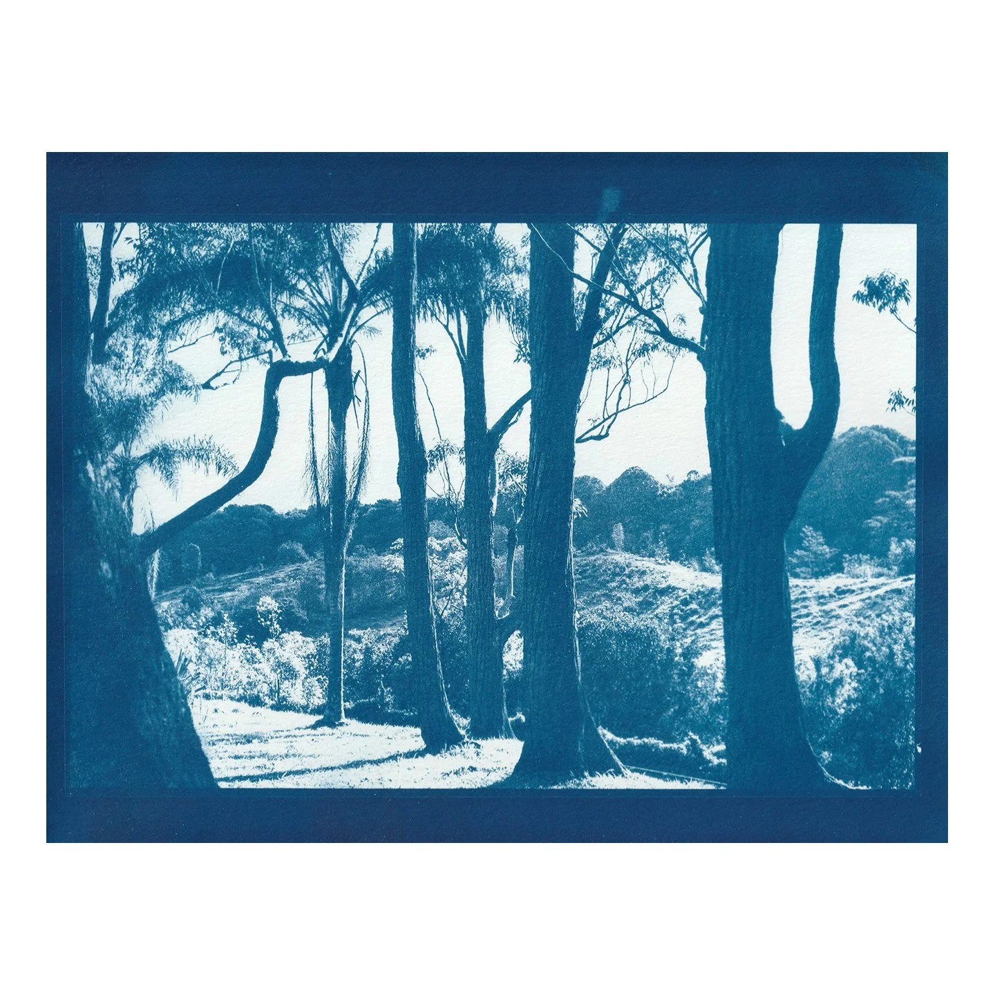 Cyanotype Print