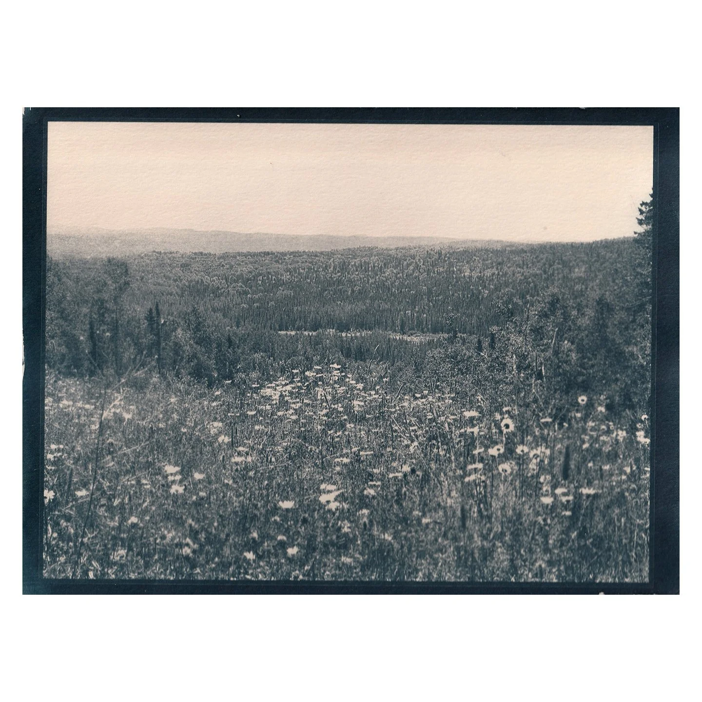Cyanotype Print