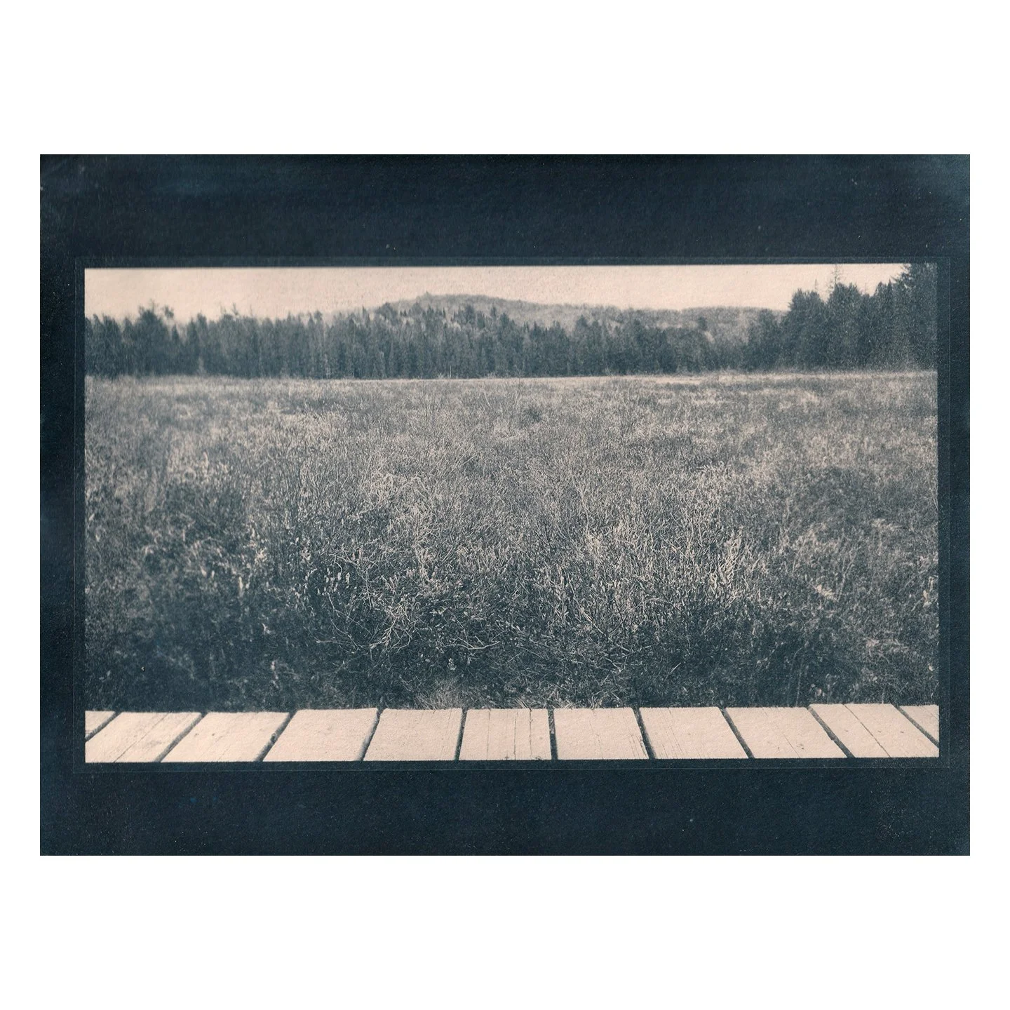Cyanotype Print