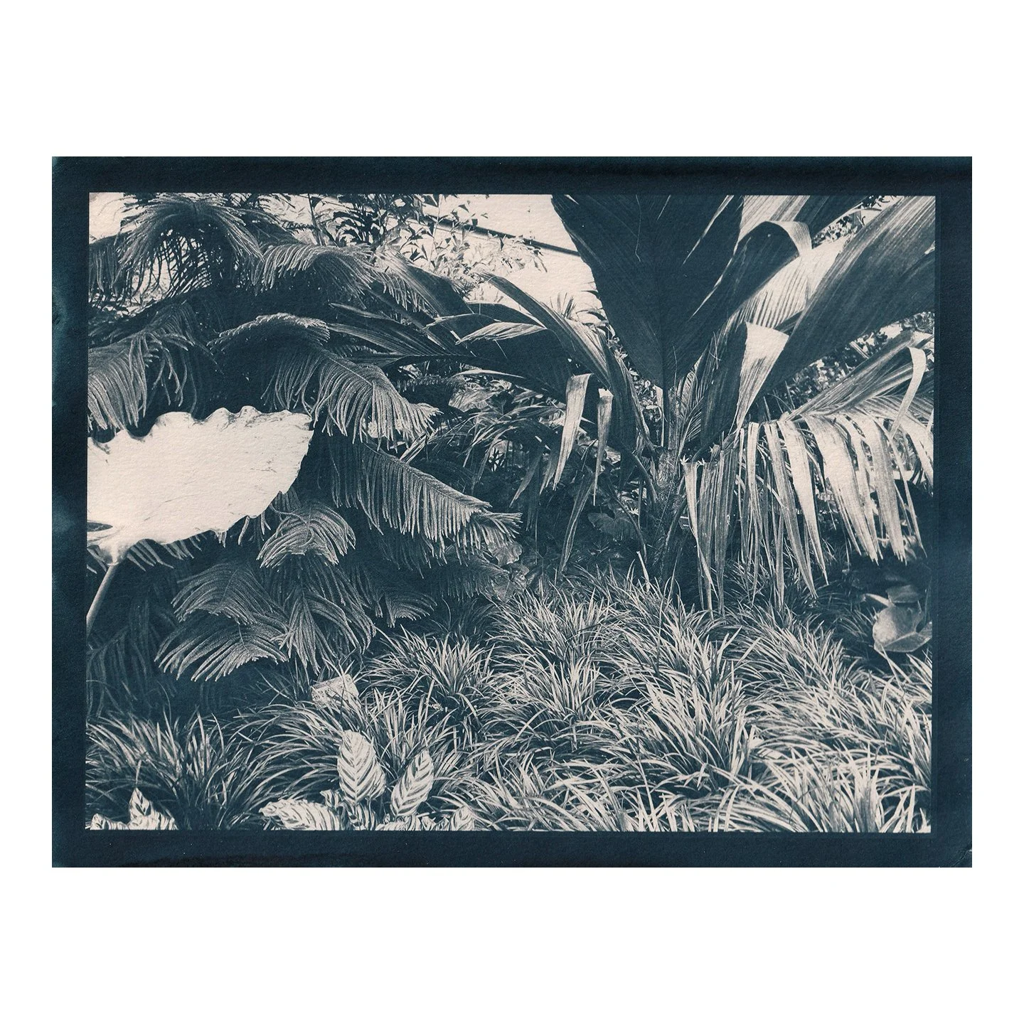Cyanotype Print