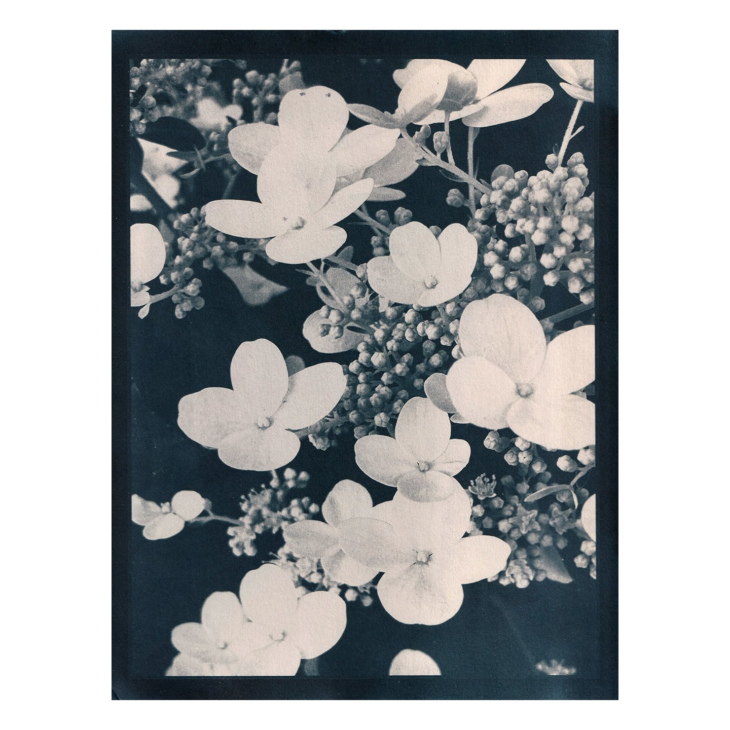 Cyanotype Print