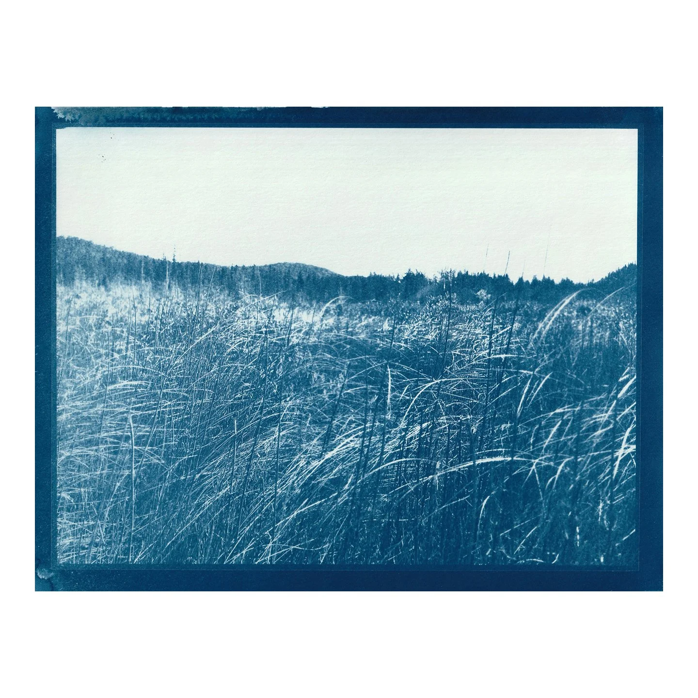 Cyanotype Print
