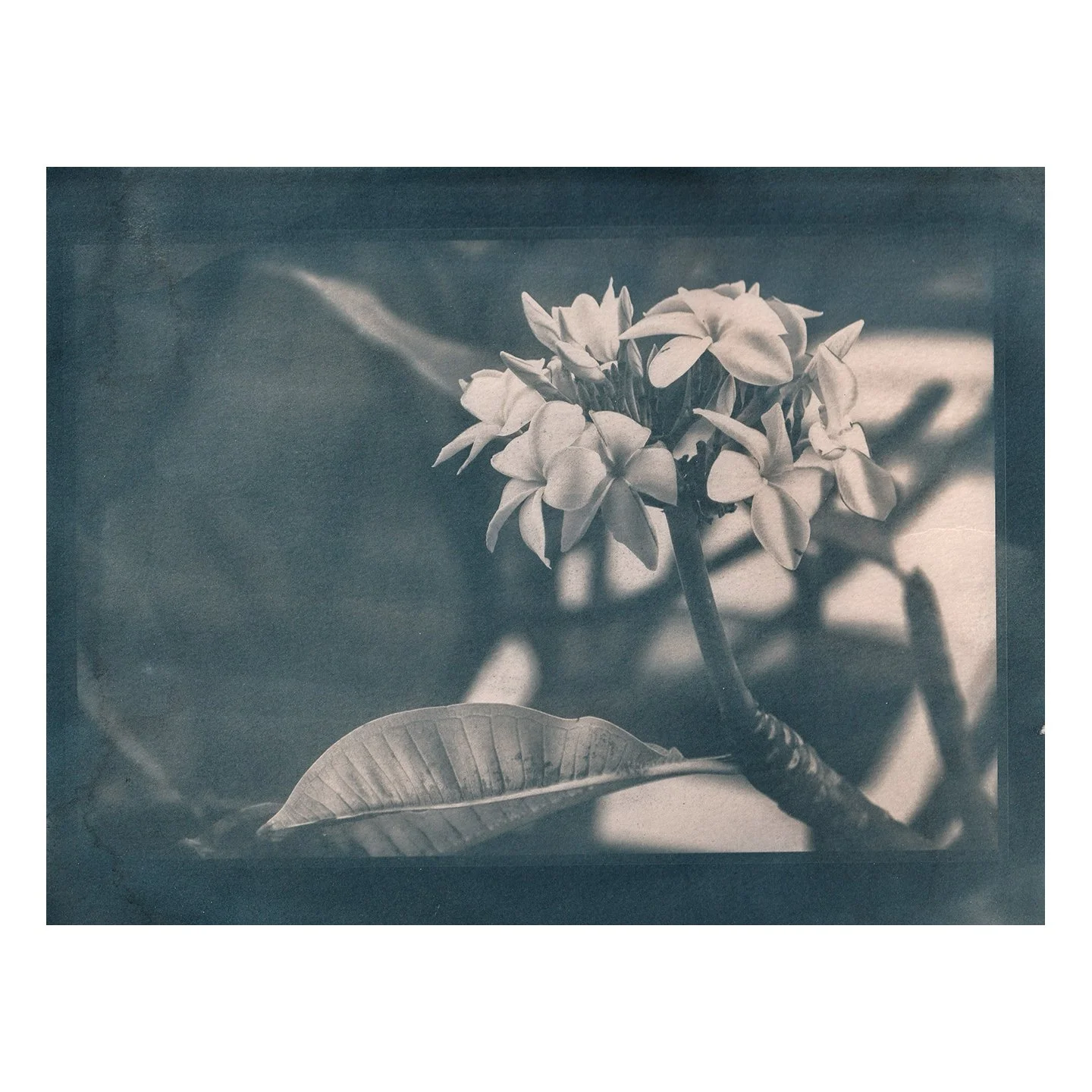 Cyanotype Print