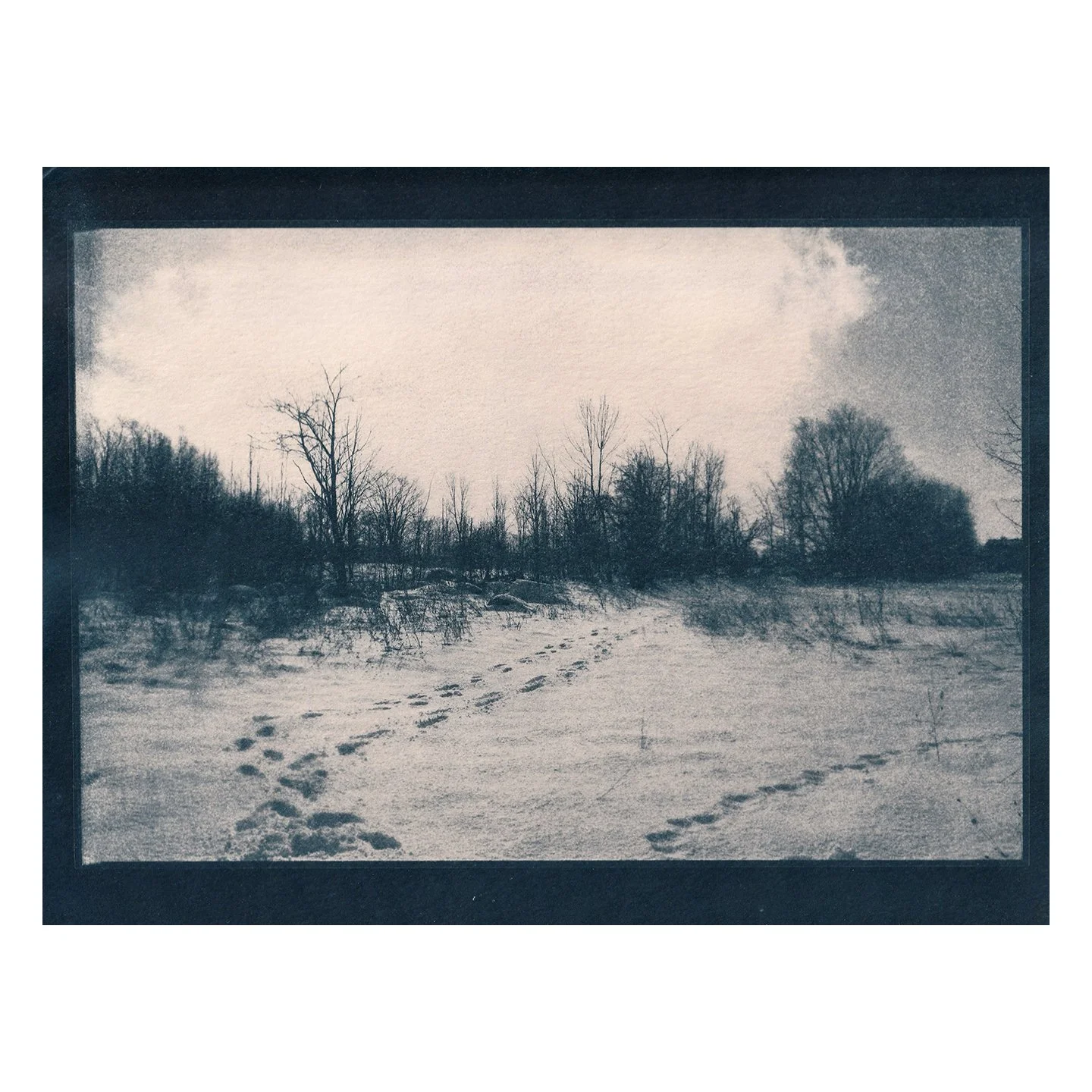 Cyanotype Print