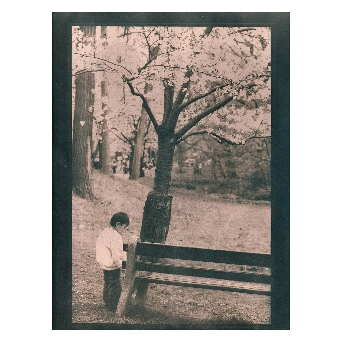 Cyanotype Print