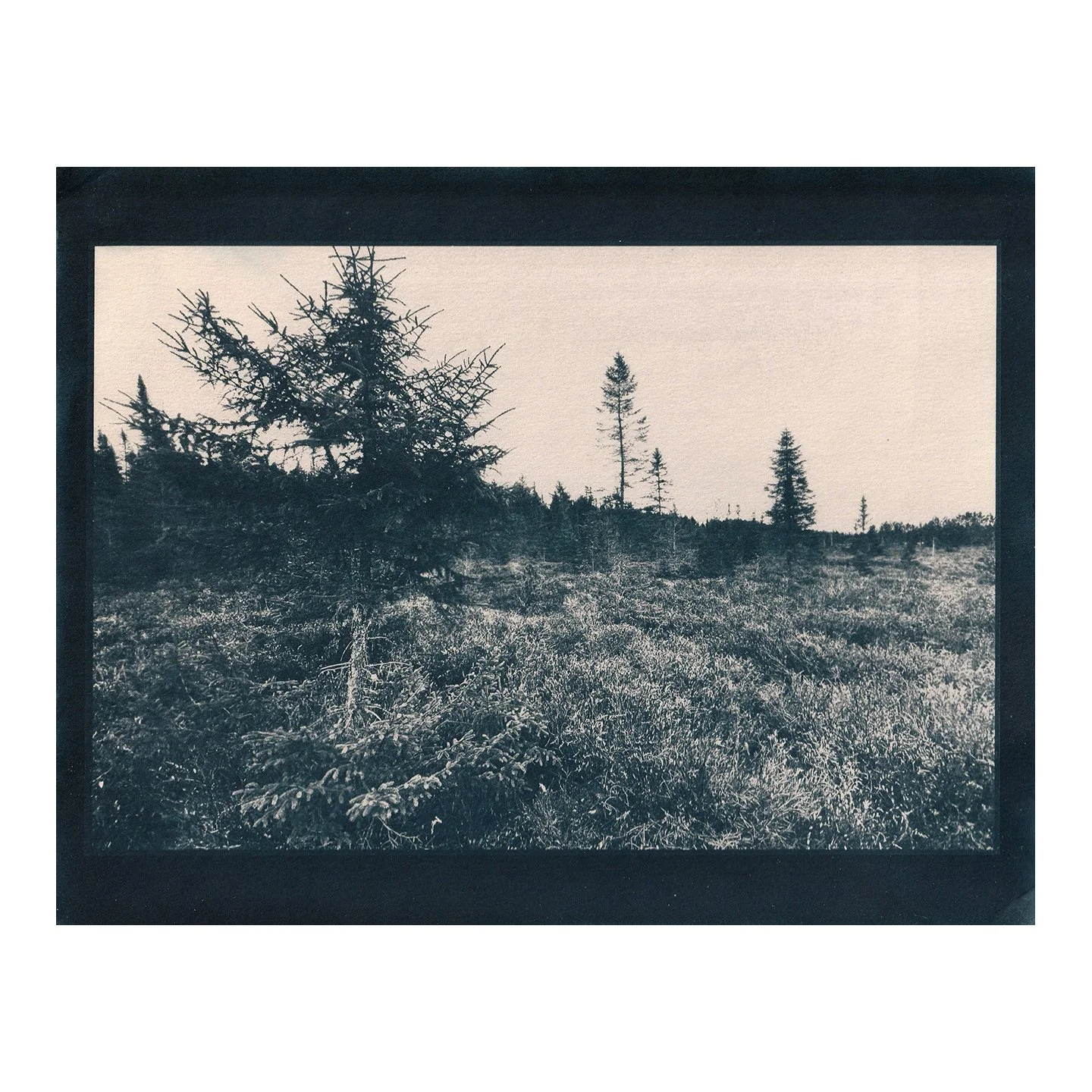 Cyanotype Print