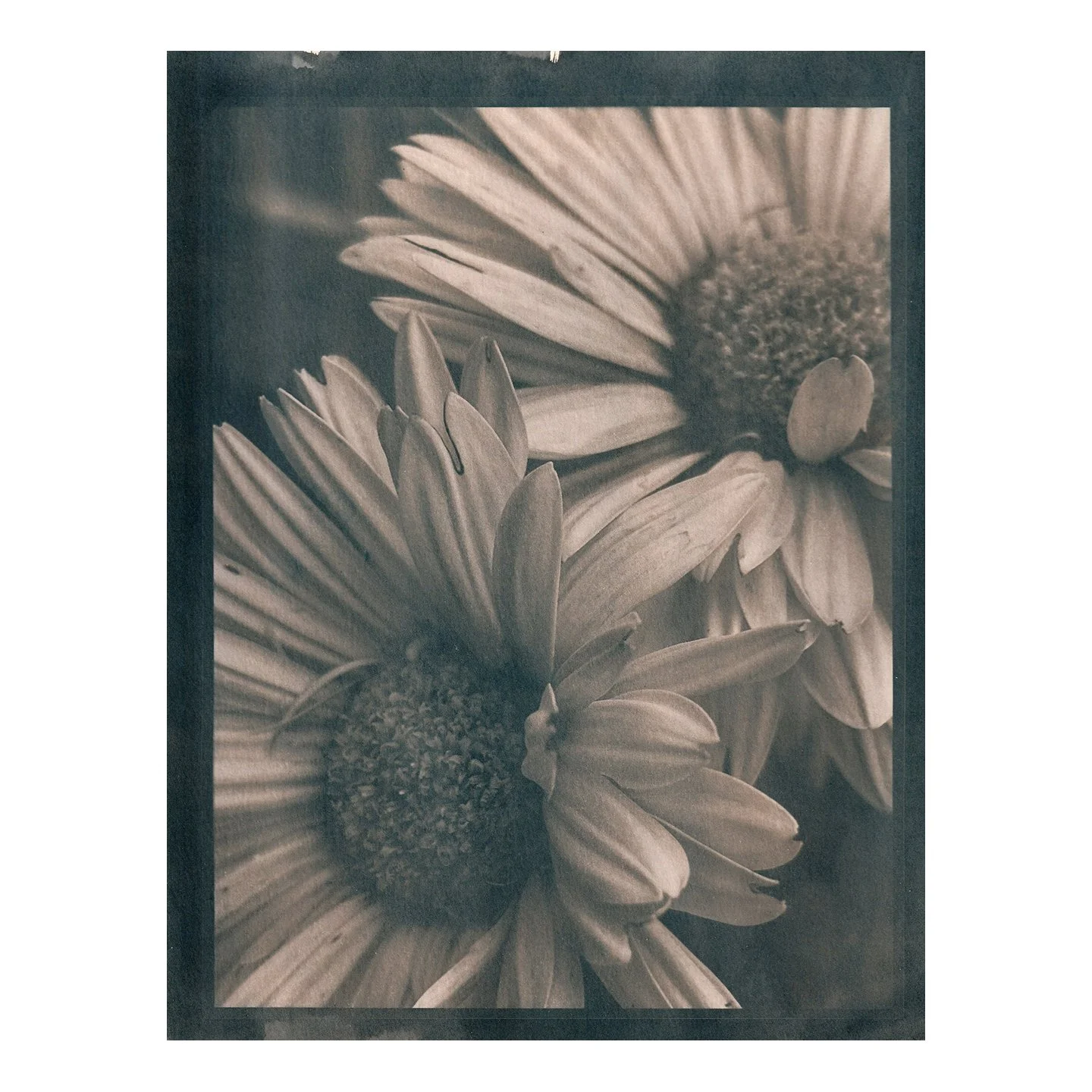 Cyanotype Print