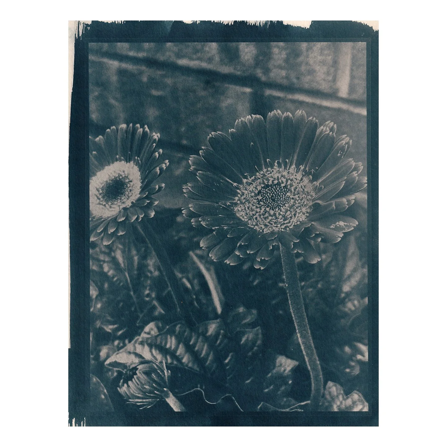 Cyanotype Print