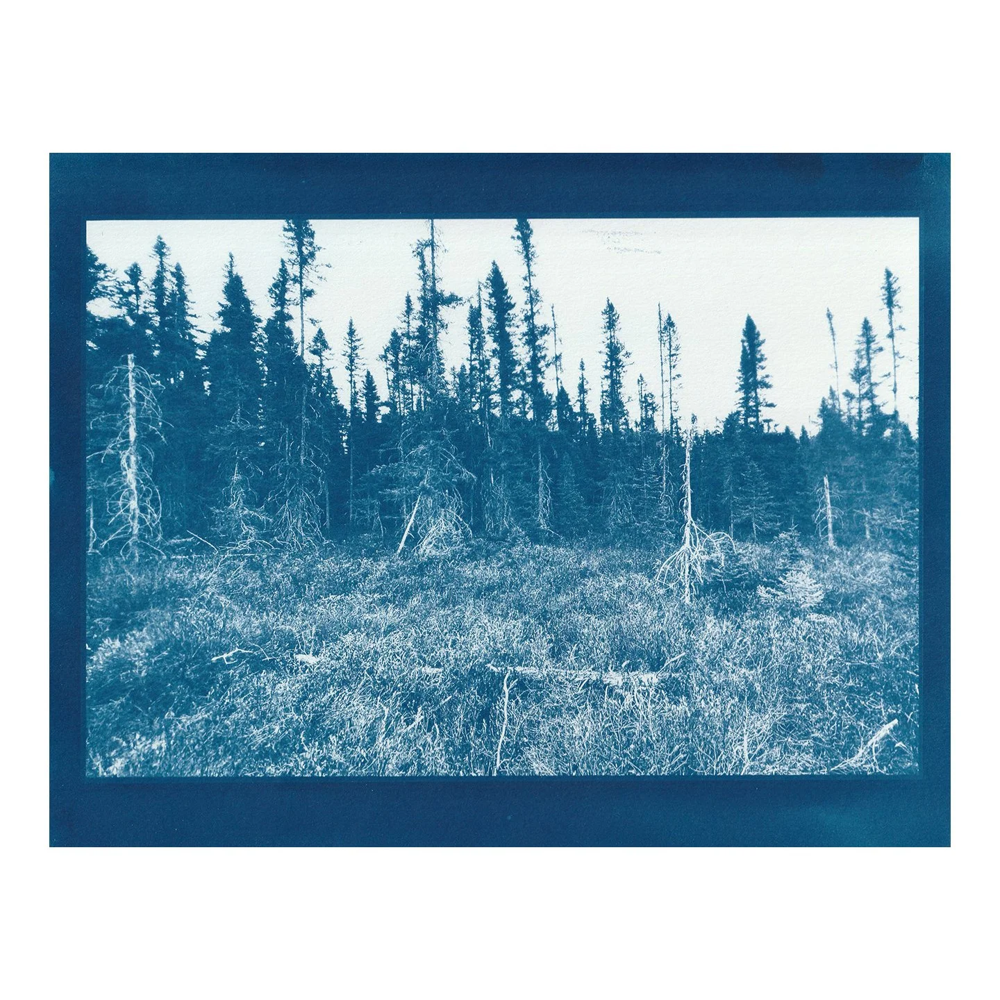 Cyanotype Print