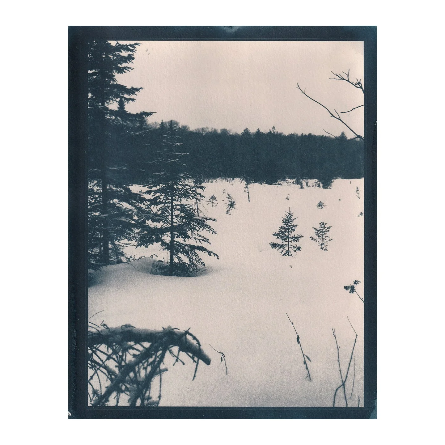 Cyanotype Print