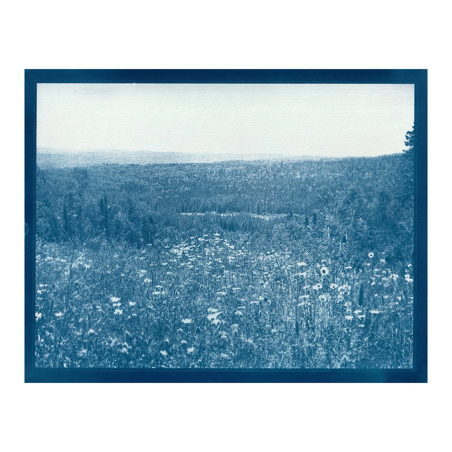 Cyanotype Print