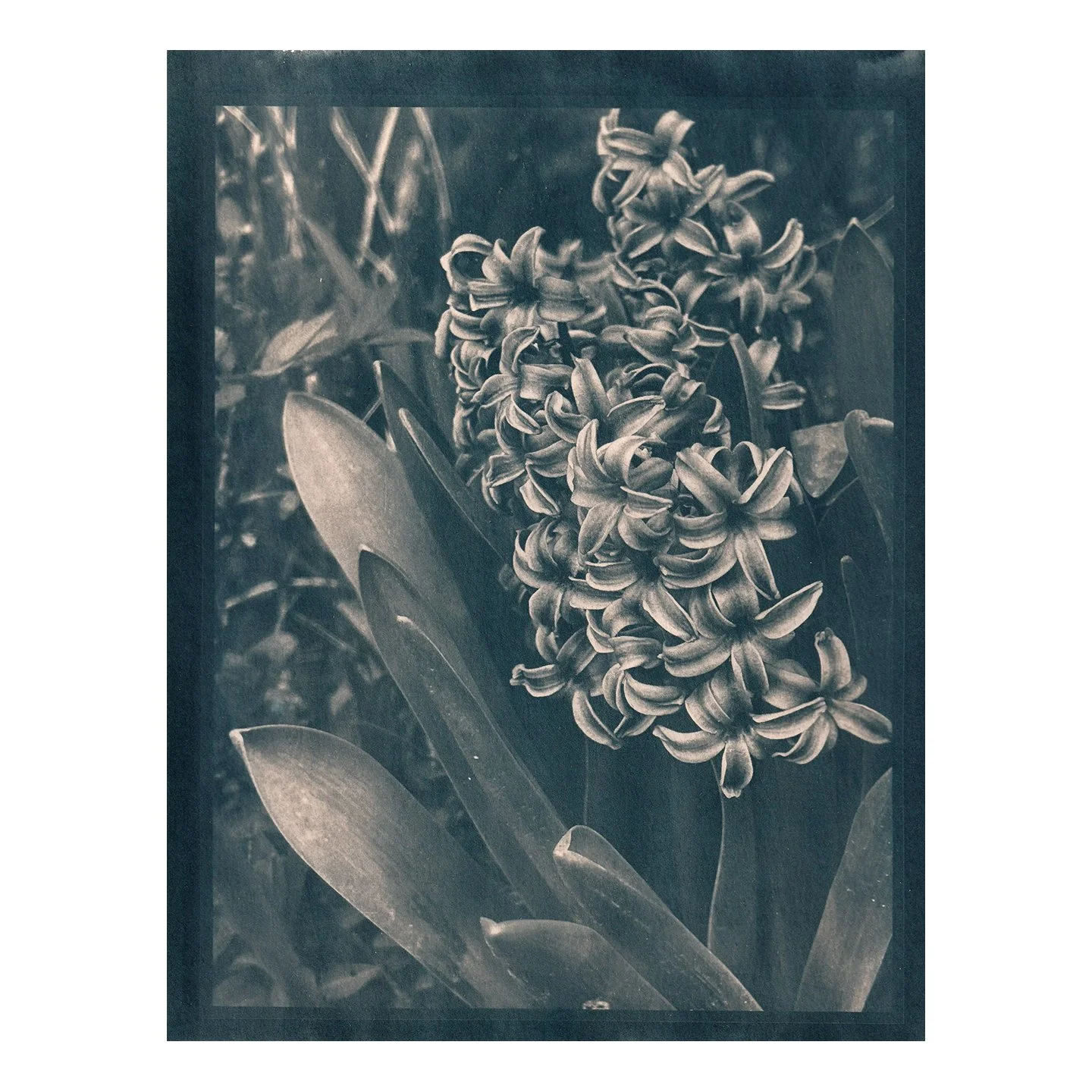 Cyanotype Print