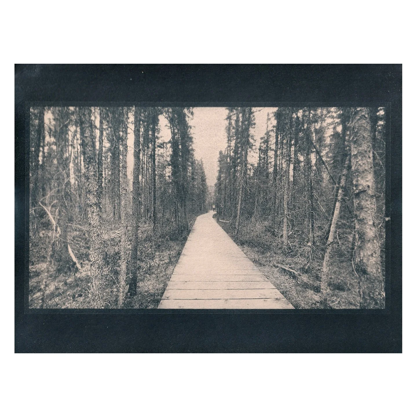 Cyanotype Print