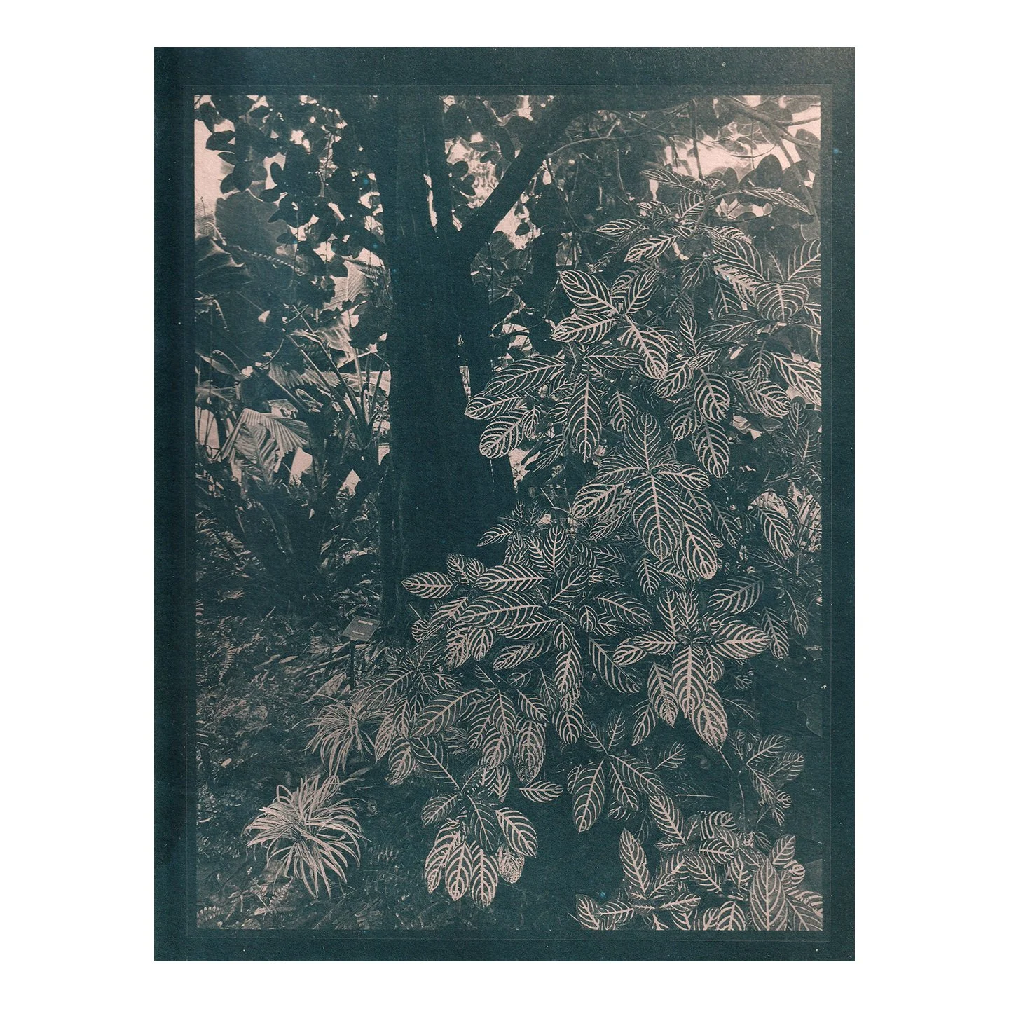 Cyanotype Print