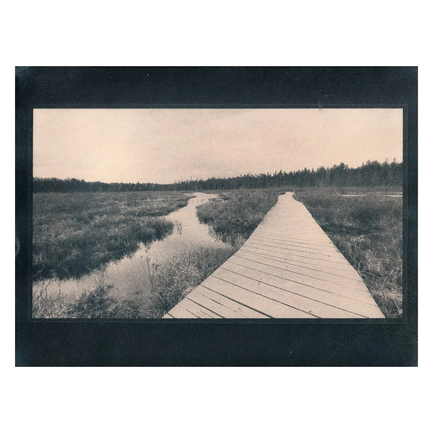 Cyanotype Print