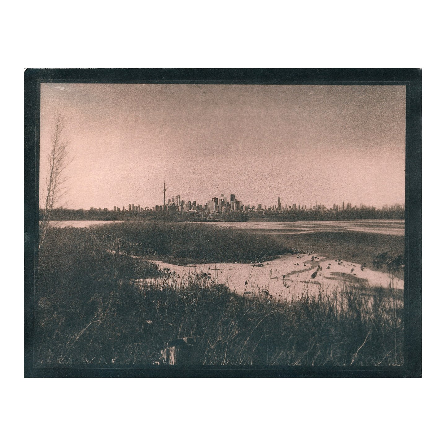 Cyanotype Print