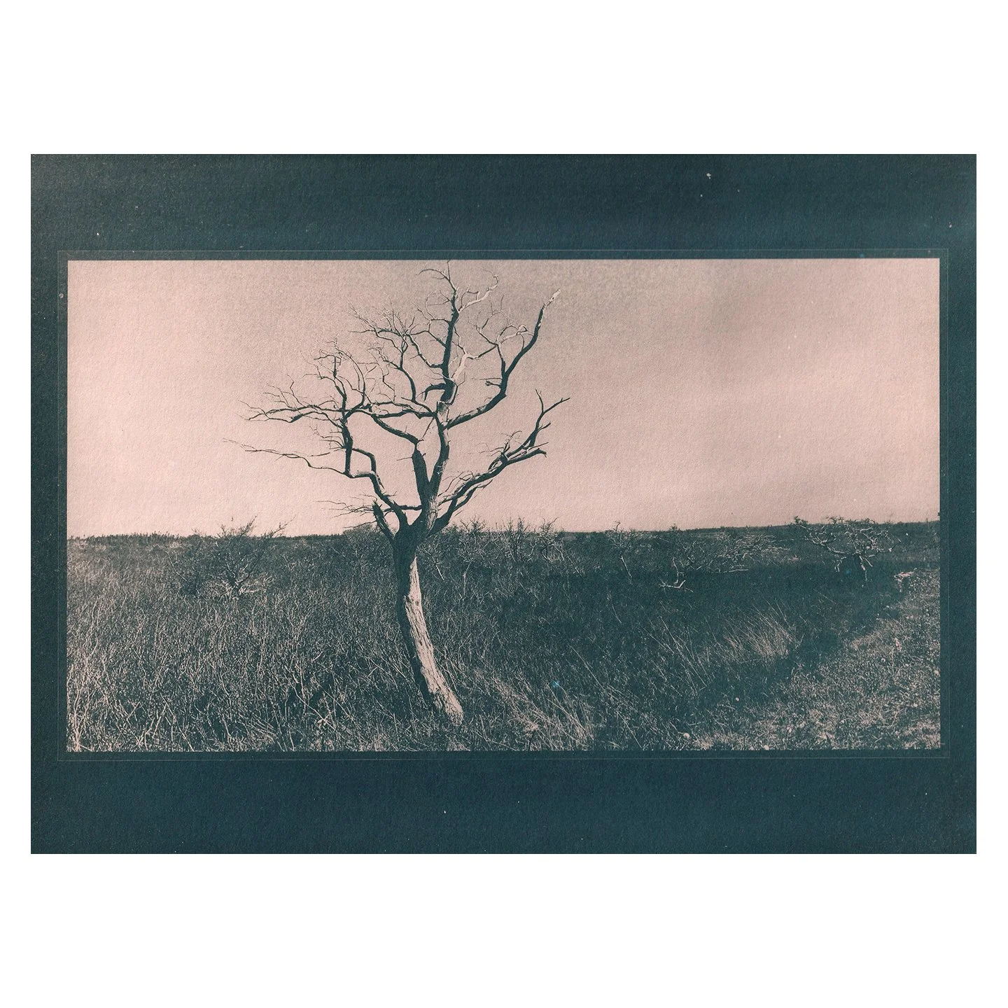 Cyanotype Print