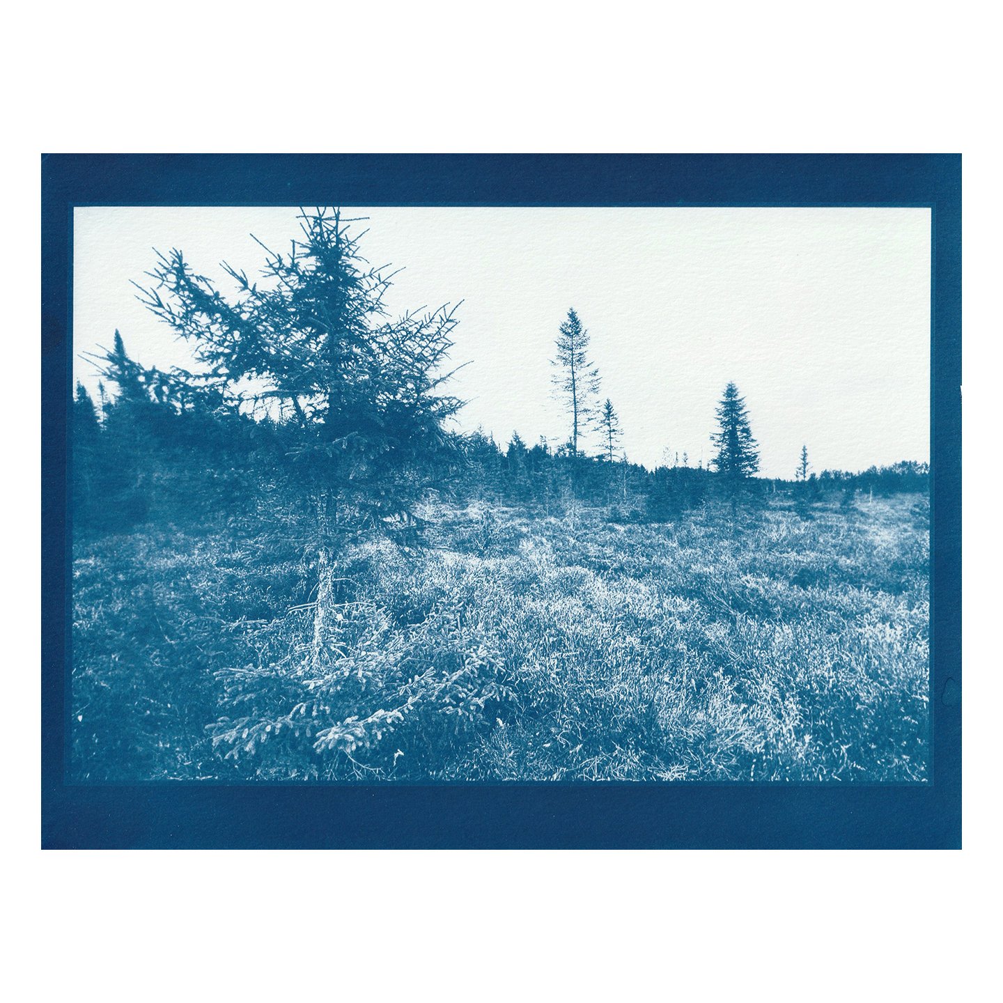 Cyanotype Print