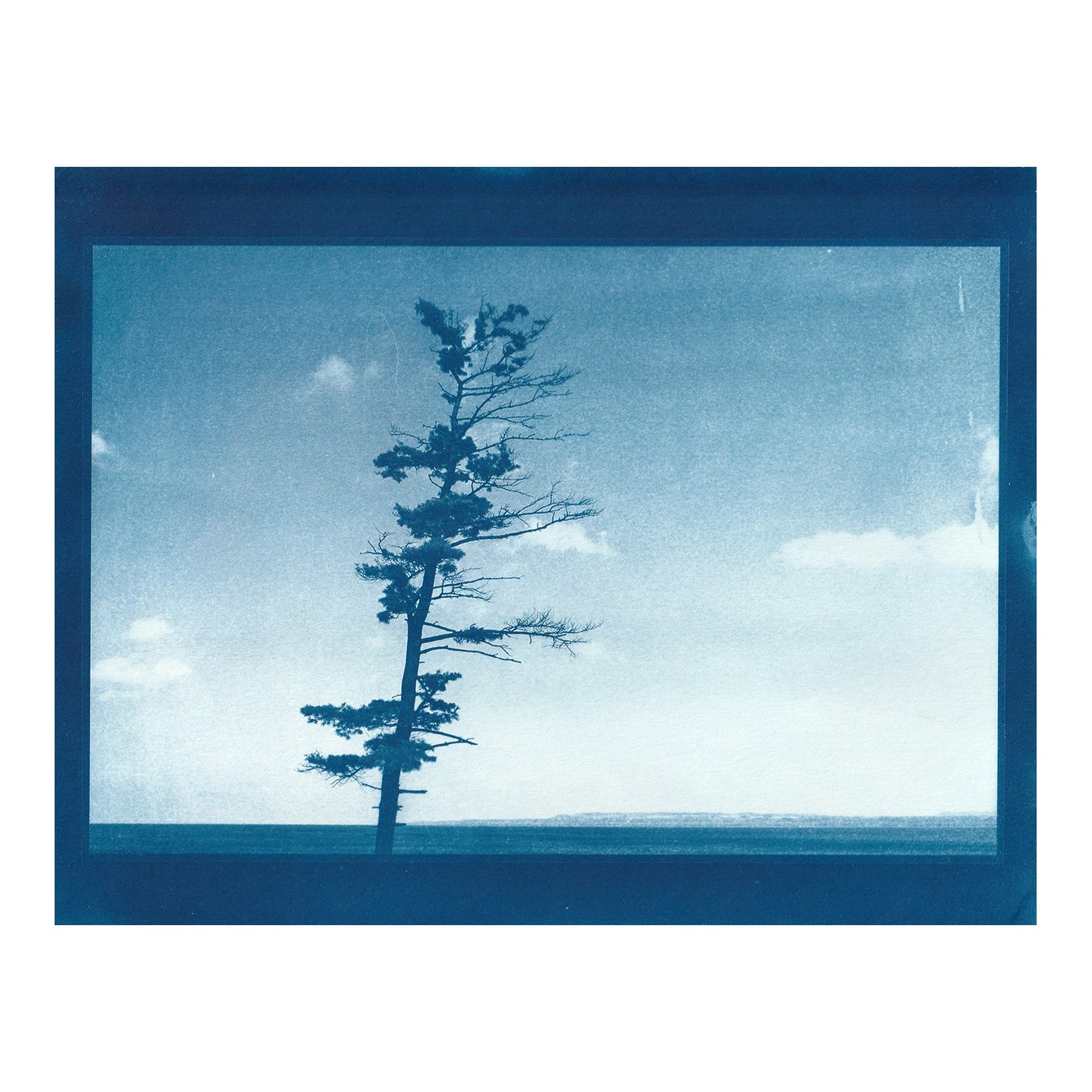 Cyanotype Print