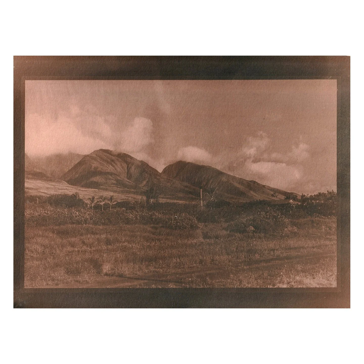 Cyanotype Print