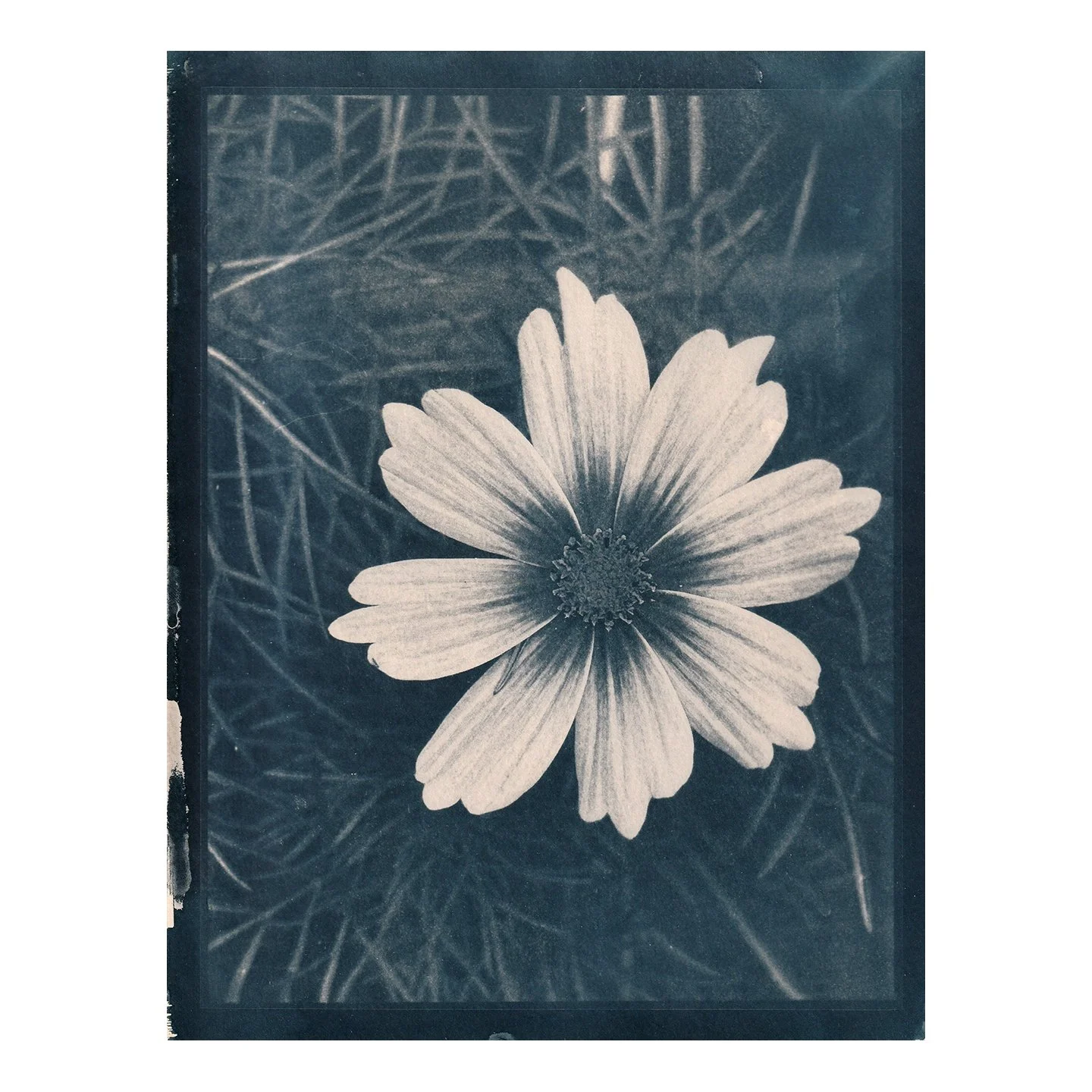 Cyanotype Print