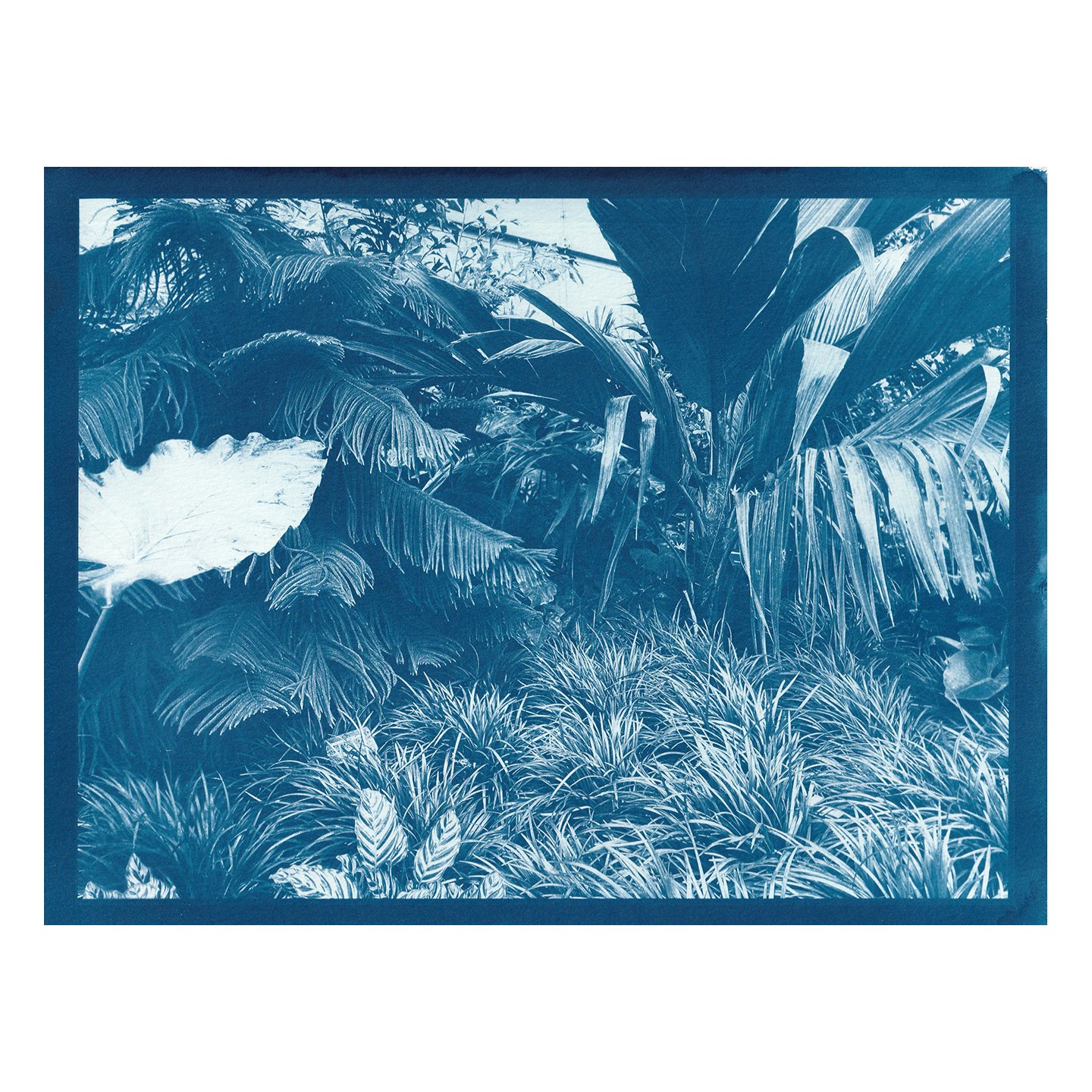 Cyanotype Print