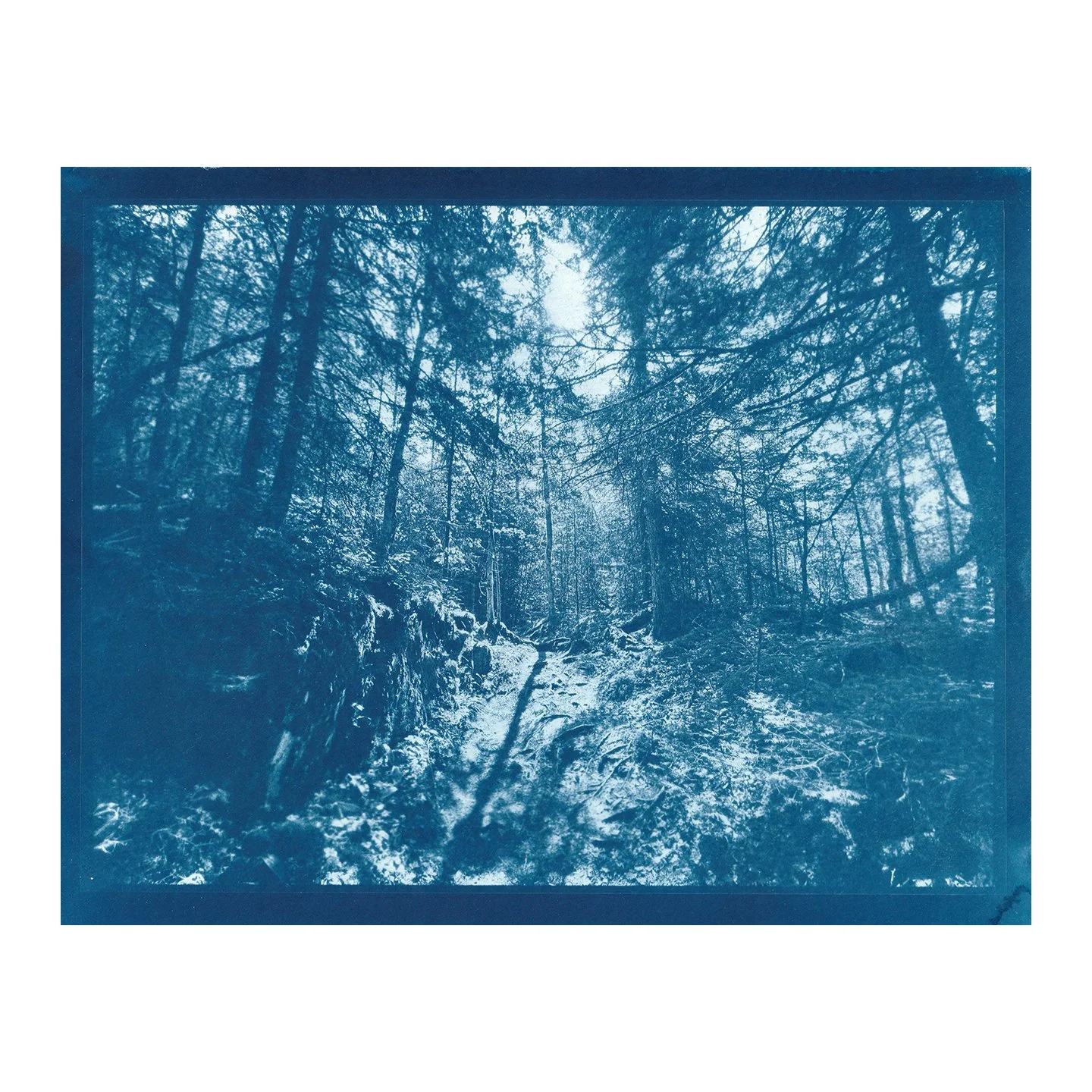 Cyanotype Print