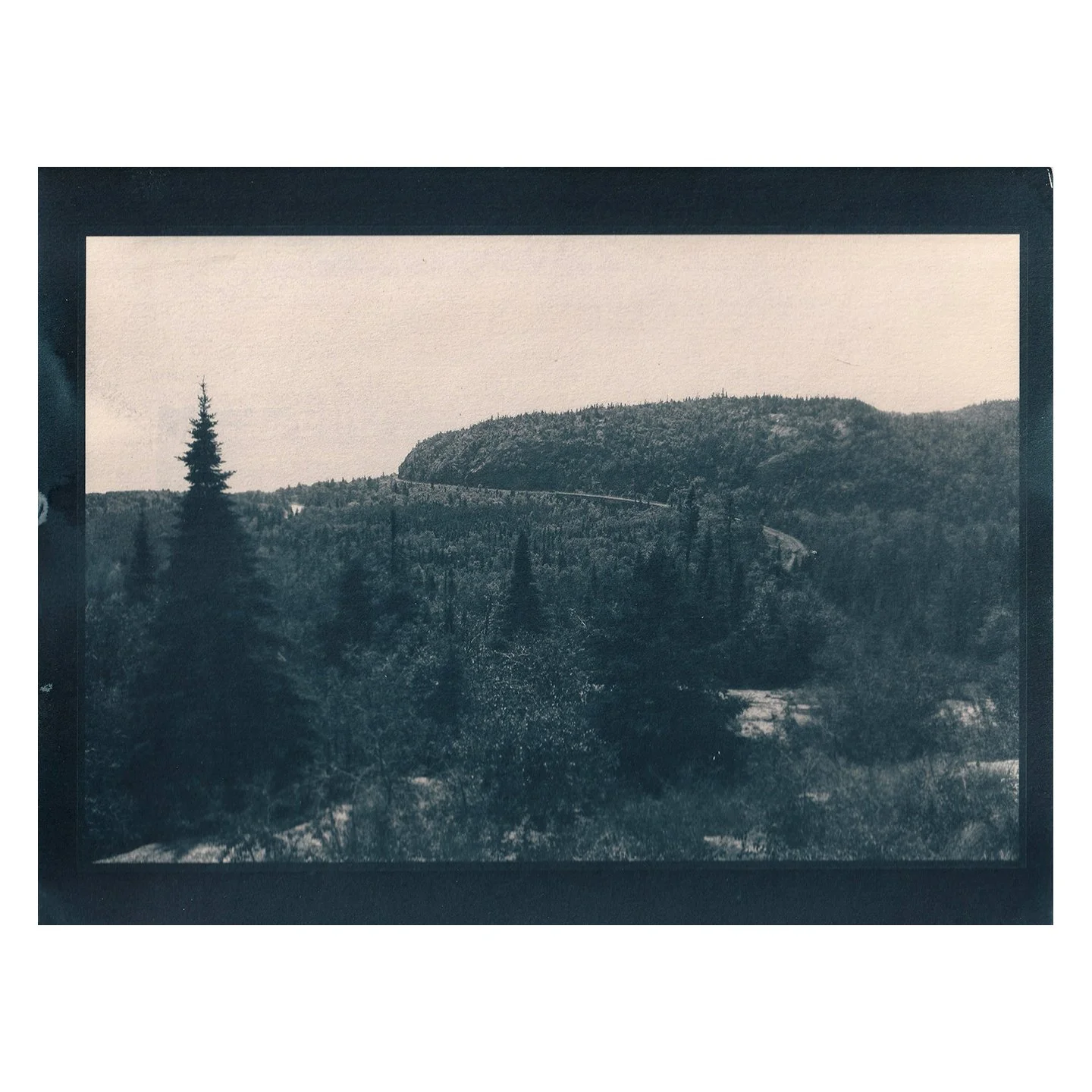 Cyanotype Print