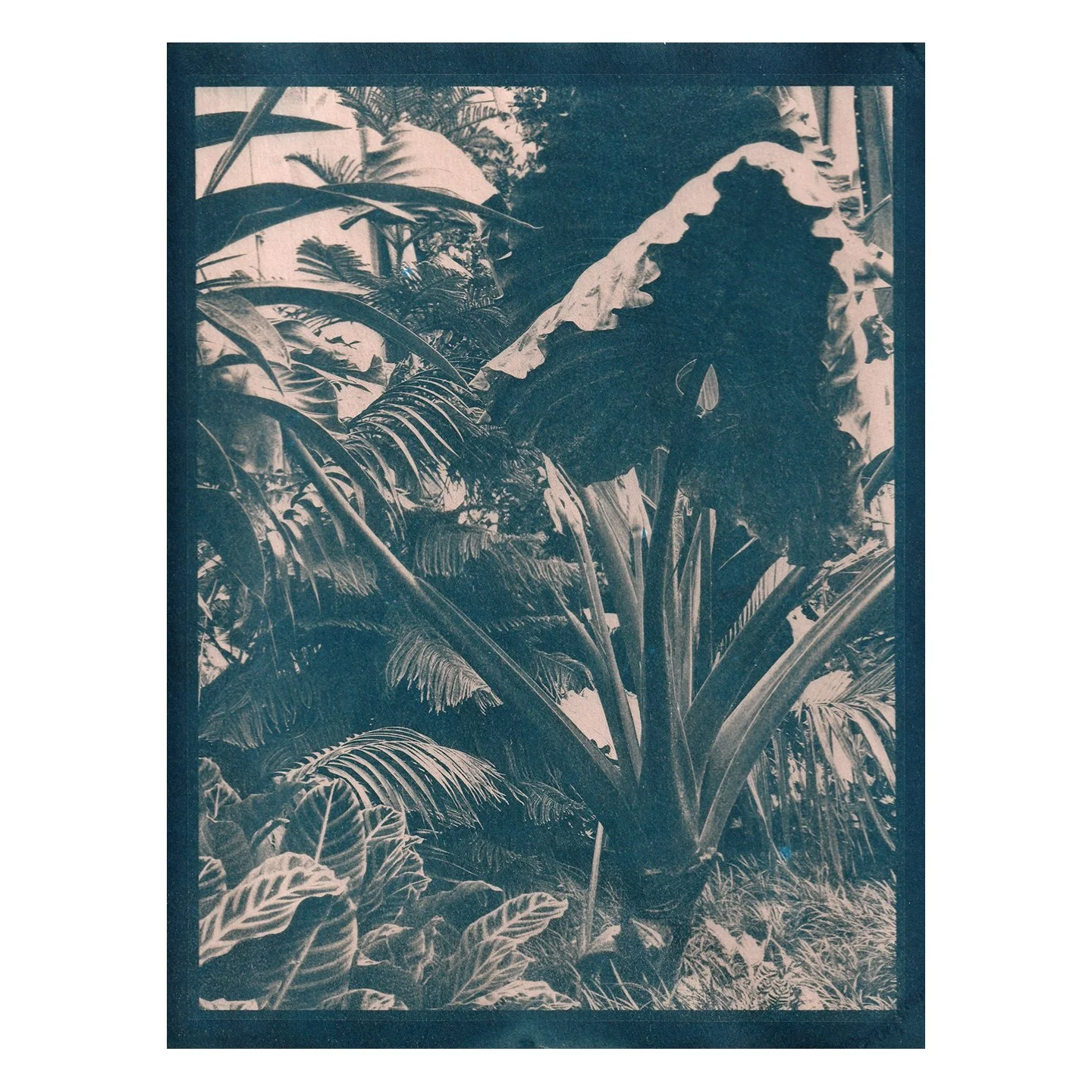 Cyanotype Print